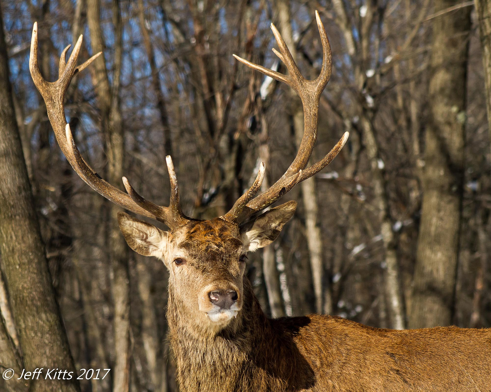 Canon EF 75-300mm f/4-5.6 USM sample photo. 3264- red deer stag photography