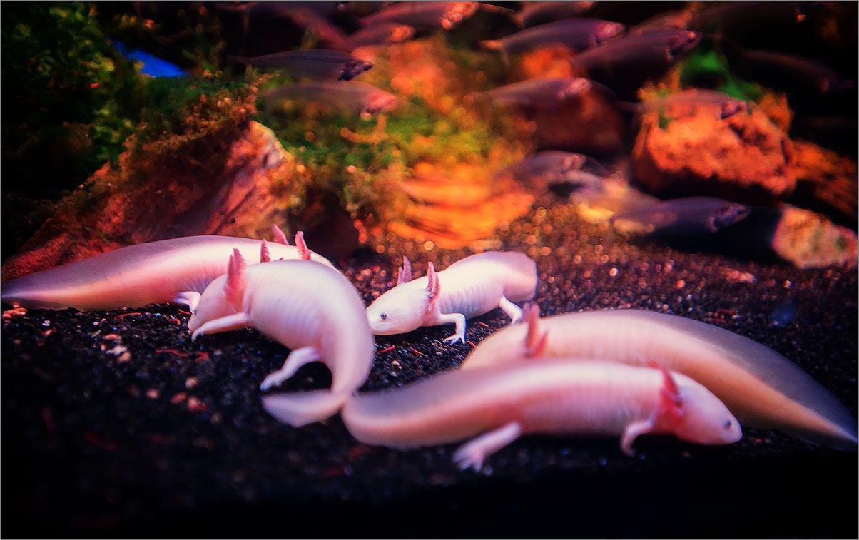 Nikon AF-S Nikkor 17-35mm F2.8D ED-IF sample photo. Ambystoma mexicanum photography