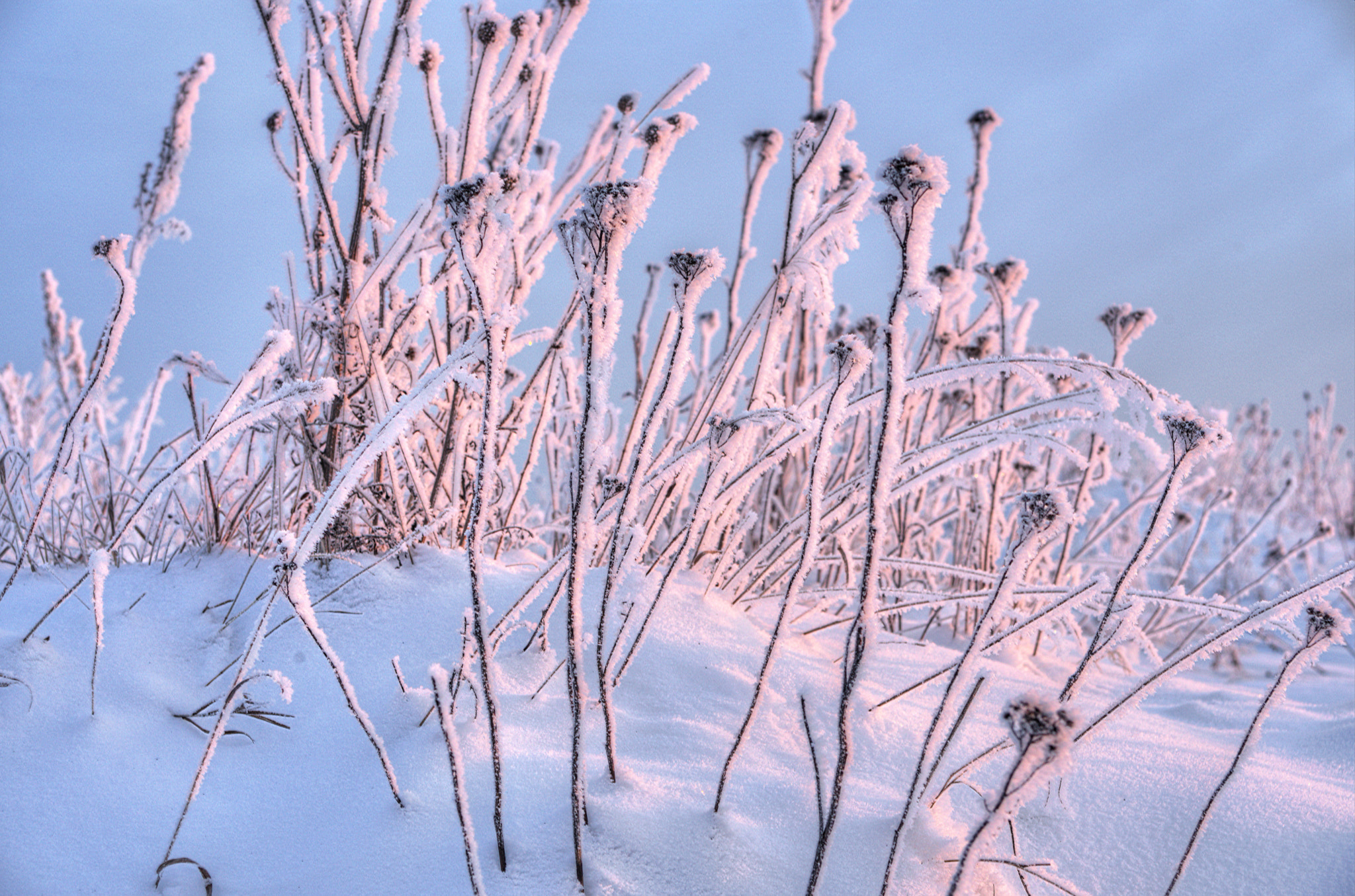 Sony a99 II + 35-70mm F4 sample photo. Frosty morning... photography