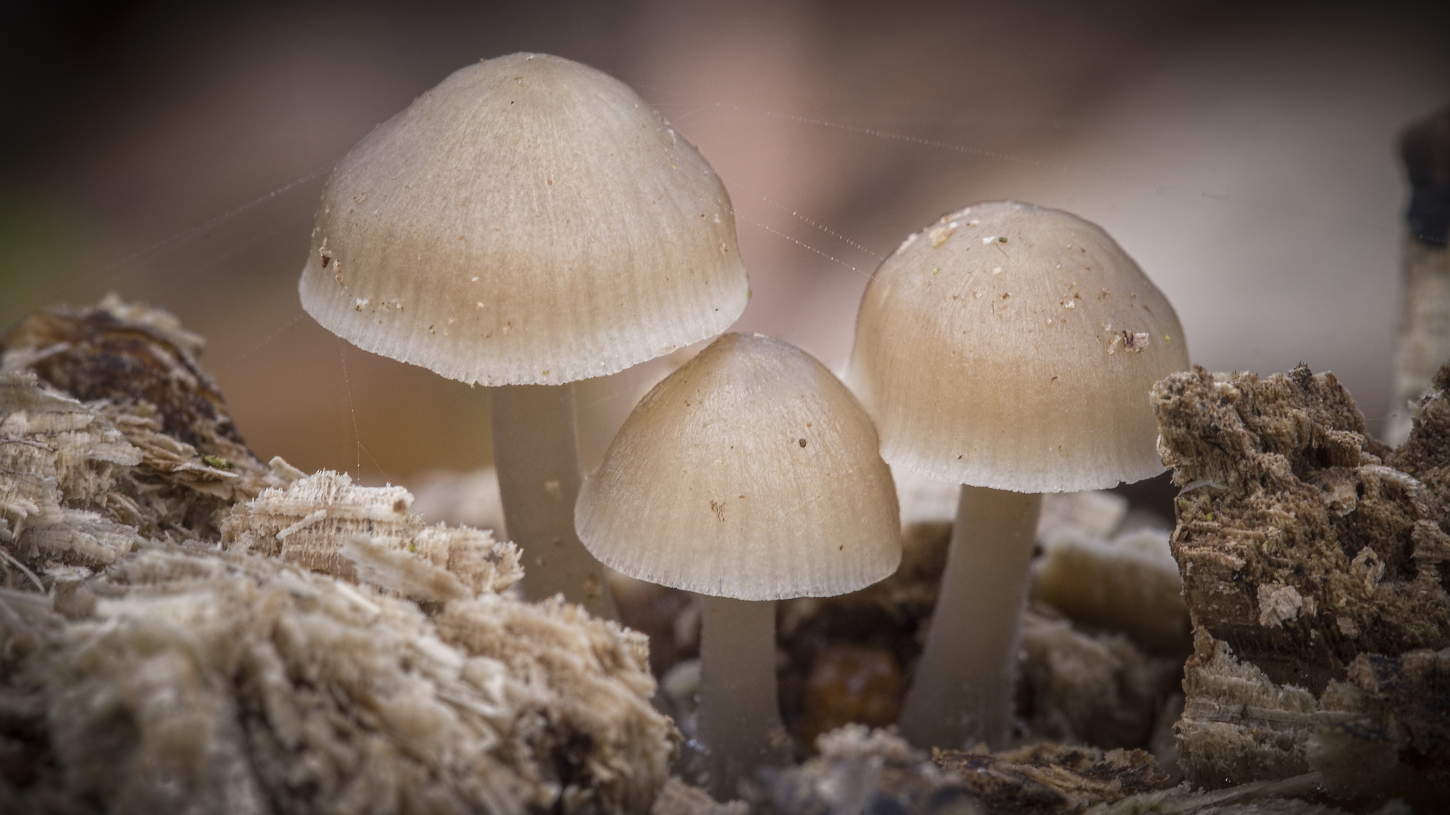 Sony SLT-A65 (SLT-A65V) sample photo. Mushroom photography