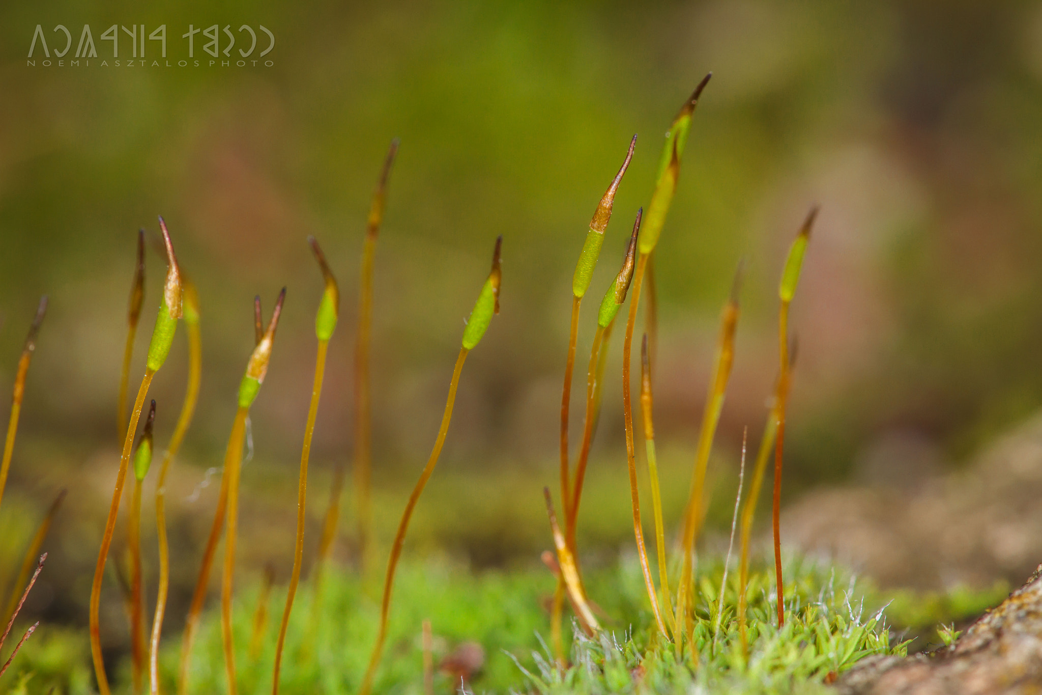Canon EF 180mm F3.5L Macro USM sample photo. Moss flowers photography