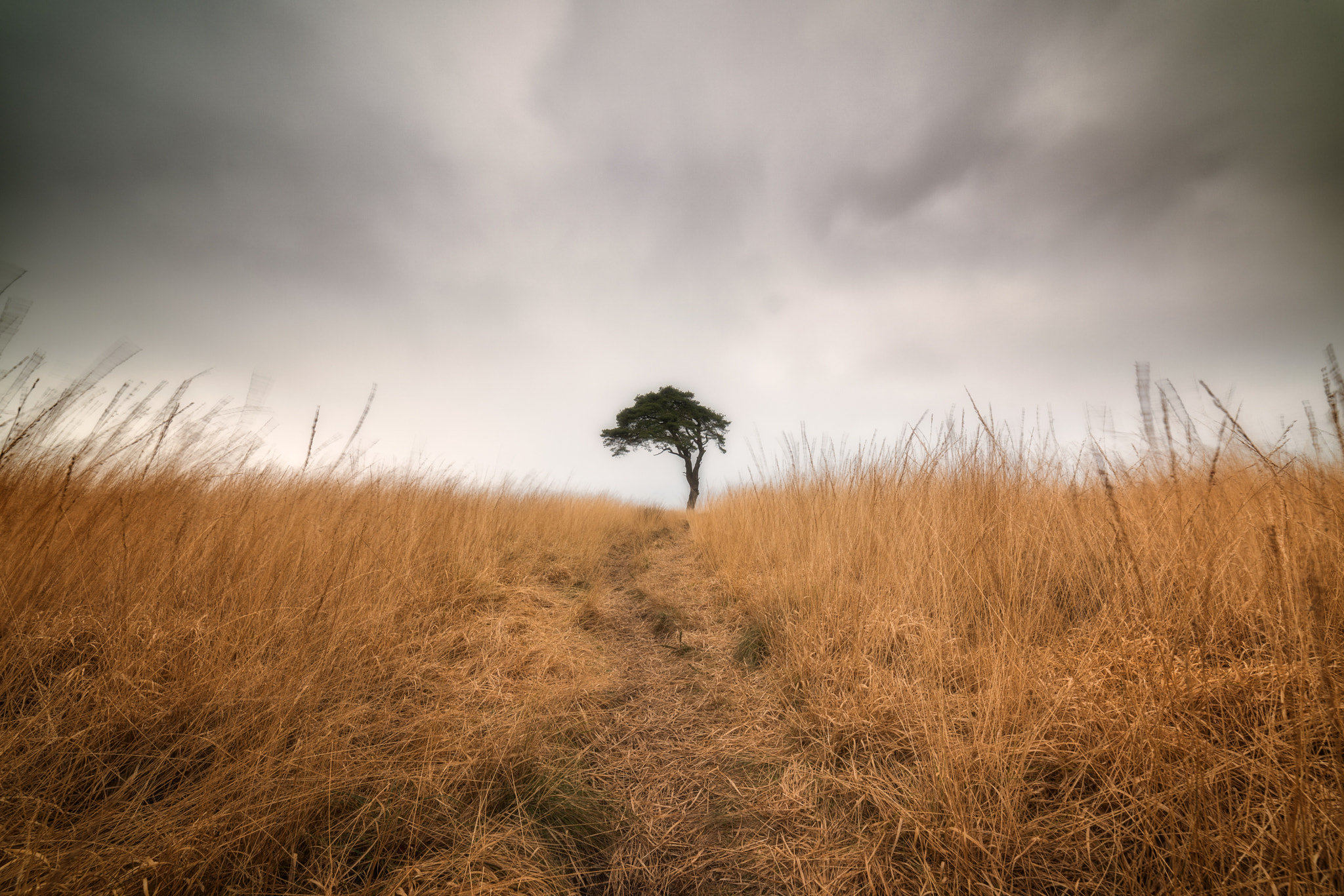 Samyang 14mm F2.8 ED AS IF UMC sample photo. The tree photography