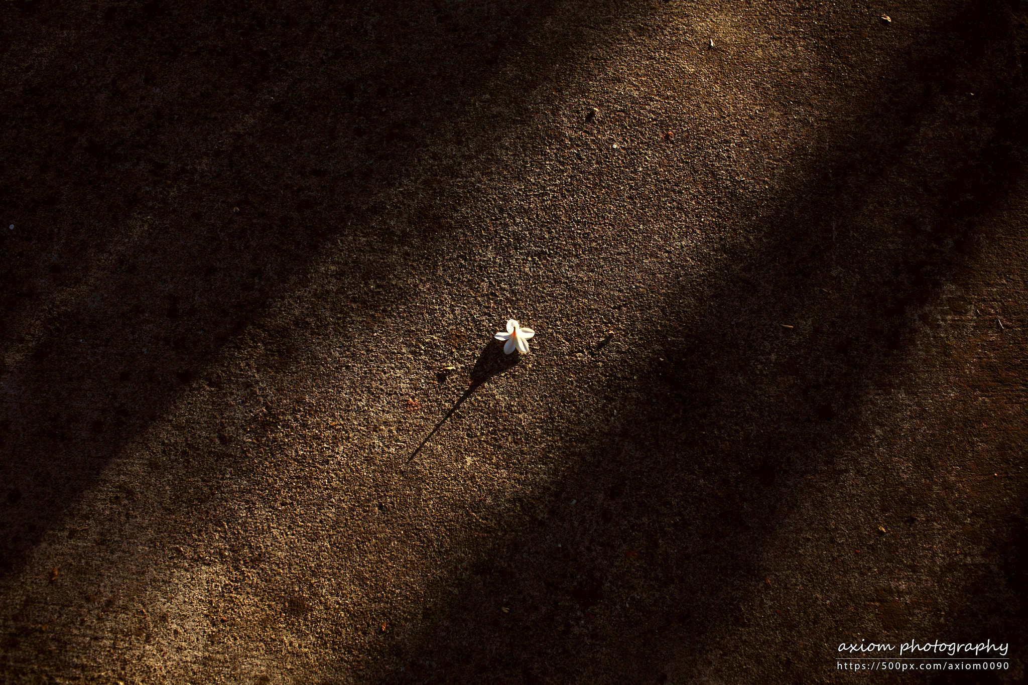 Canon EOS 5D + Canon EF 35mm F1.4L USM sample photo. Flower and shadows photography