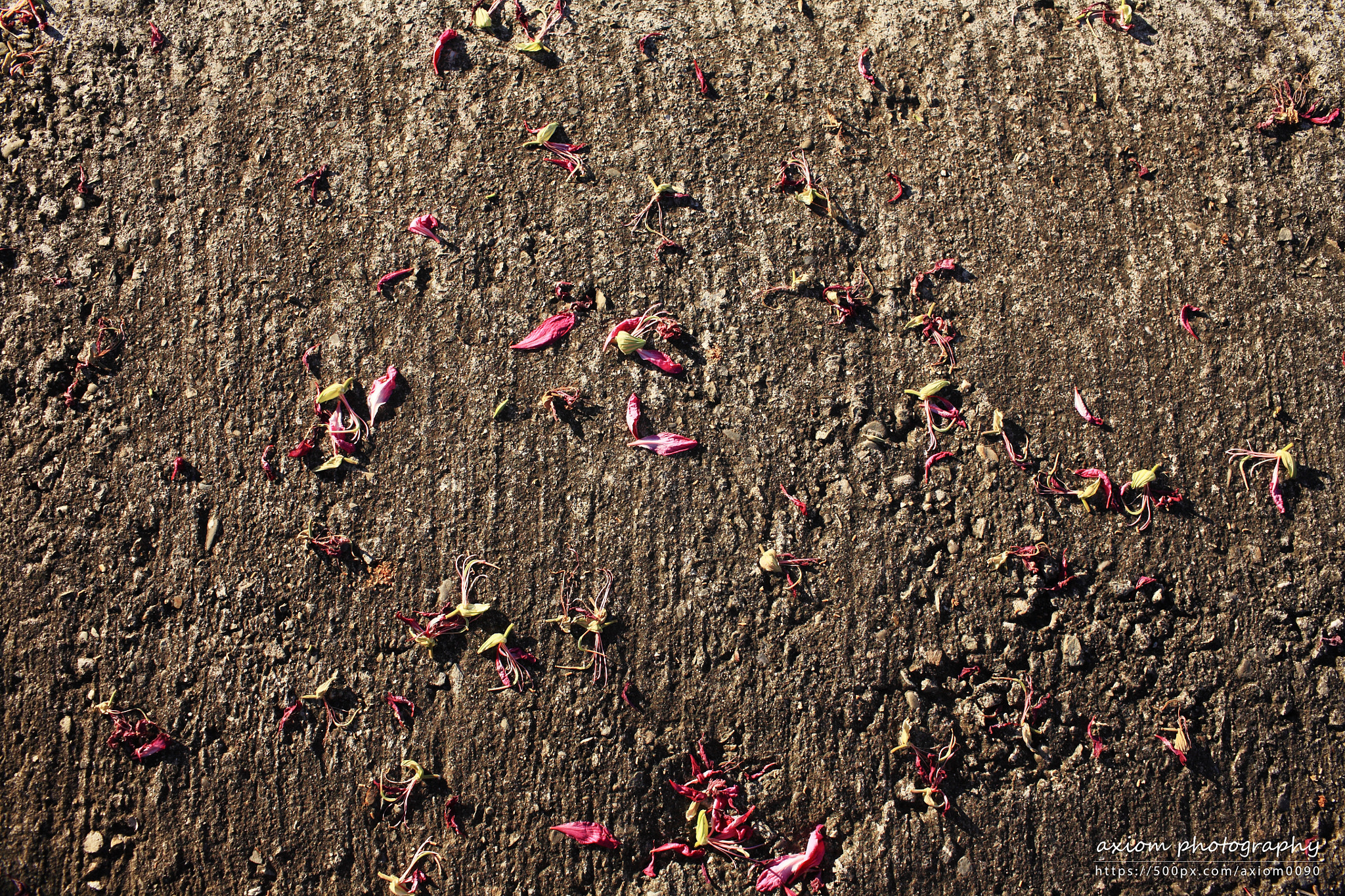 Canon EOS 5D + Canon EF 35mm F1.4L USM sample photo. Fallen flowers photography