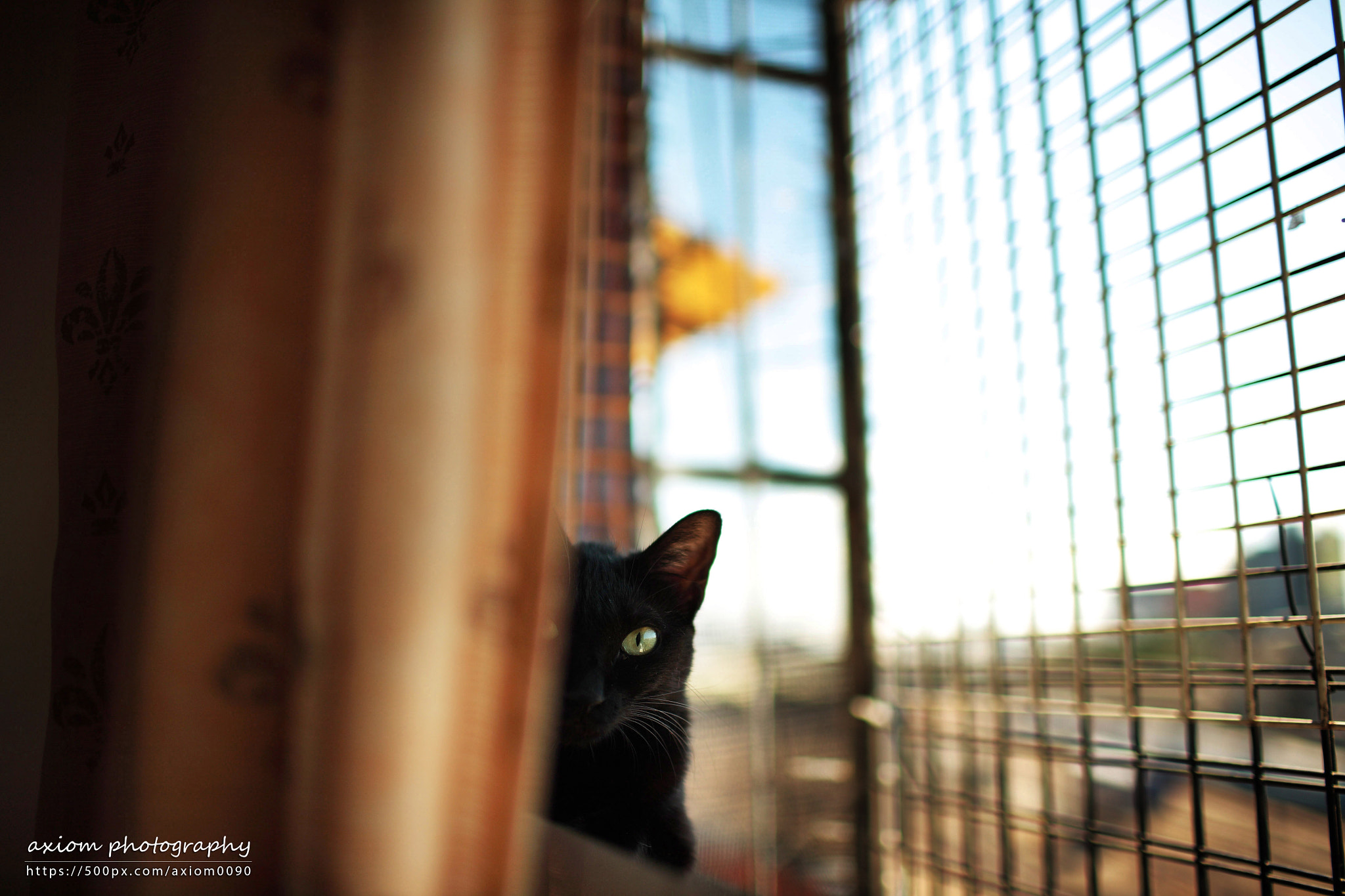 Canon EOS 5D + Canon EF 35mm F1.4L USM sample photo. Black cat photography