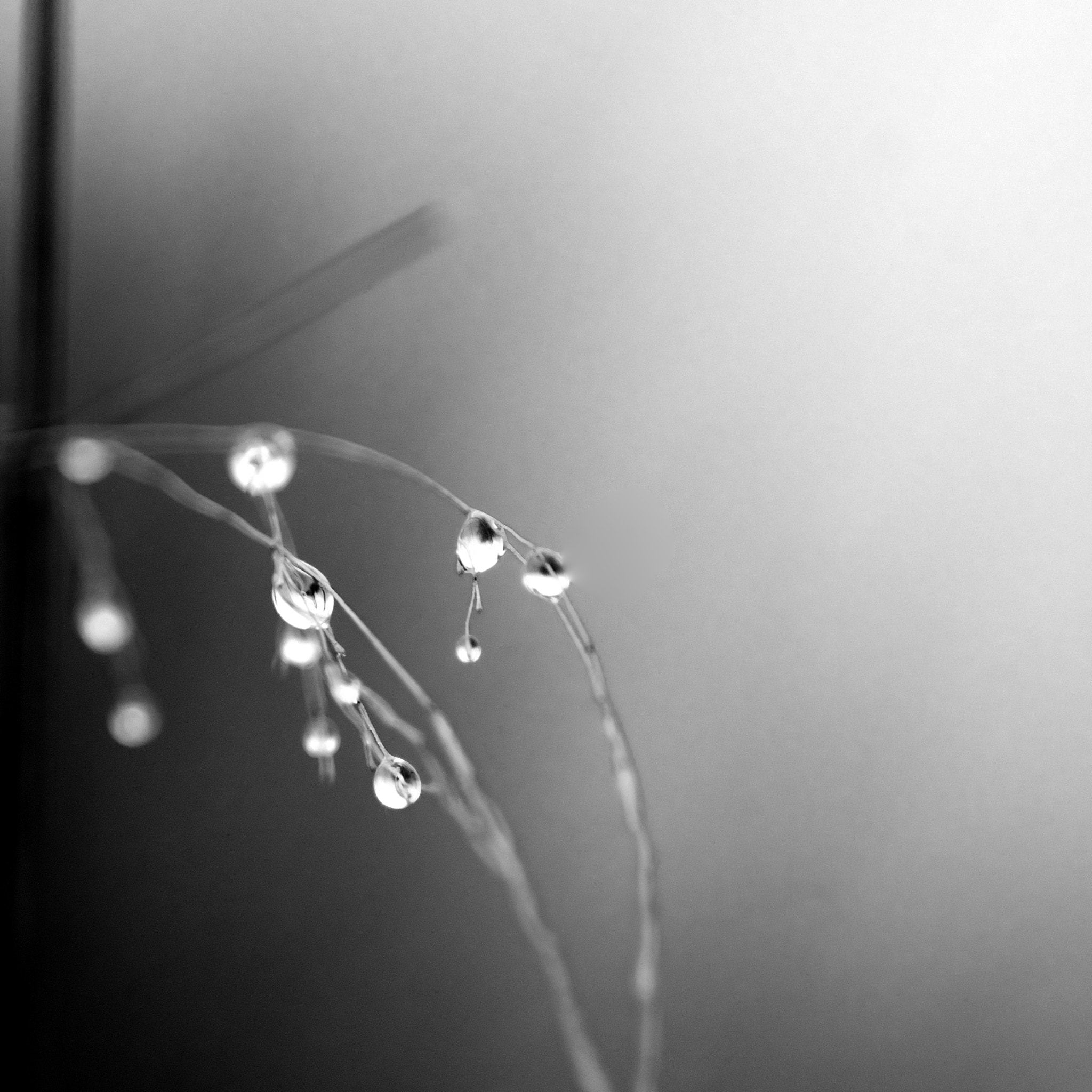 Nikon AF-S Micro-Nikkor 105mm F2.8G IF-ED VR sample photo. Drops photography
