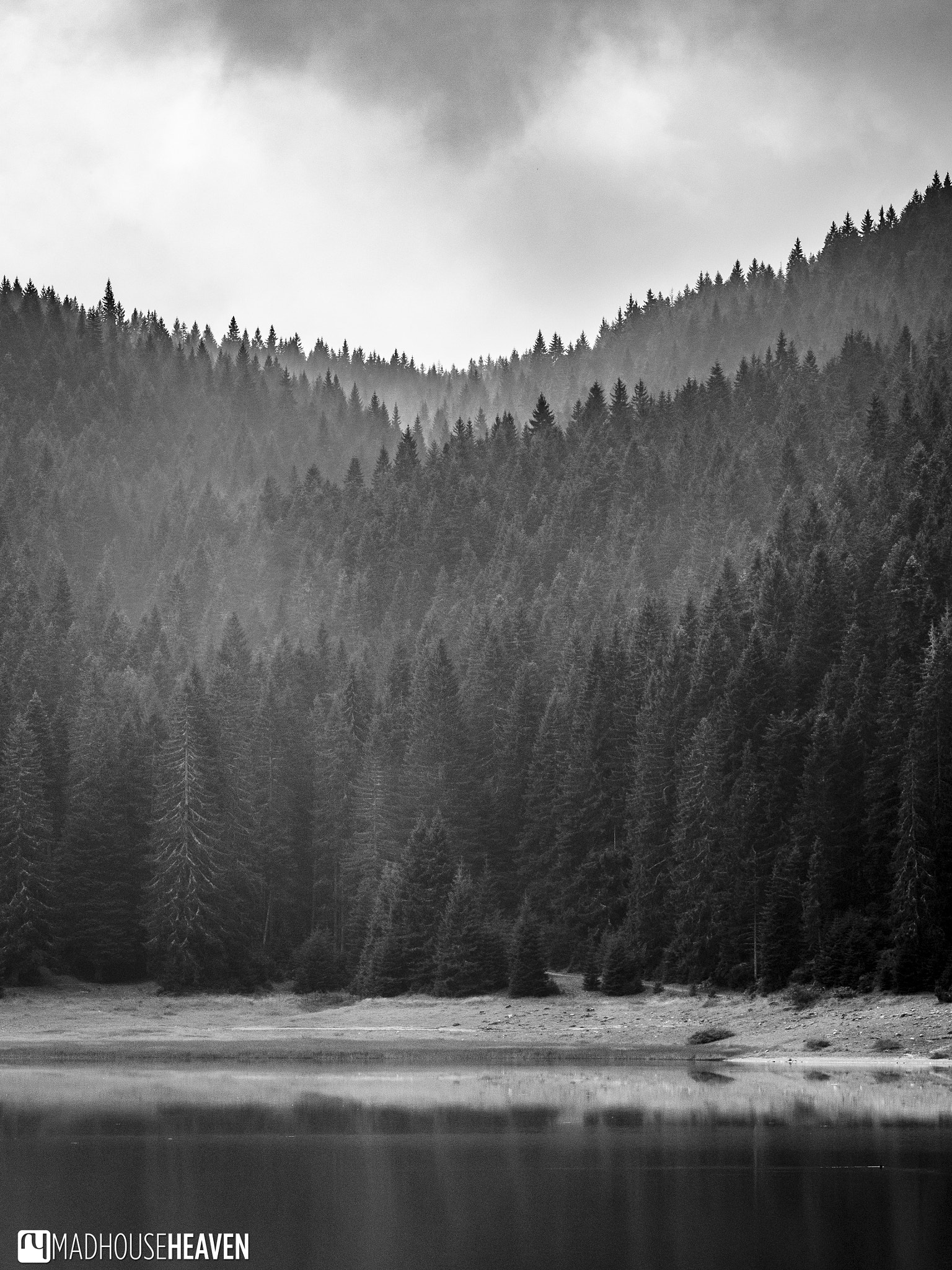 Olympus OM-D E-M1 + Olympus M.Zuiko Digital ED 40-150mm F2.8 Pro sample photo. Tendrils above the forest photography