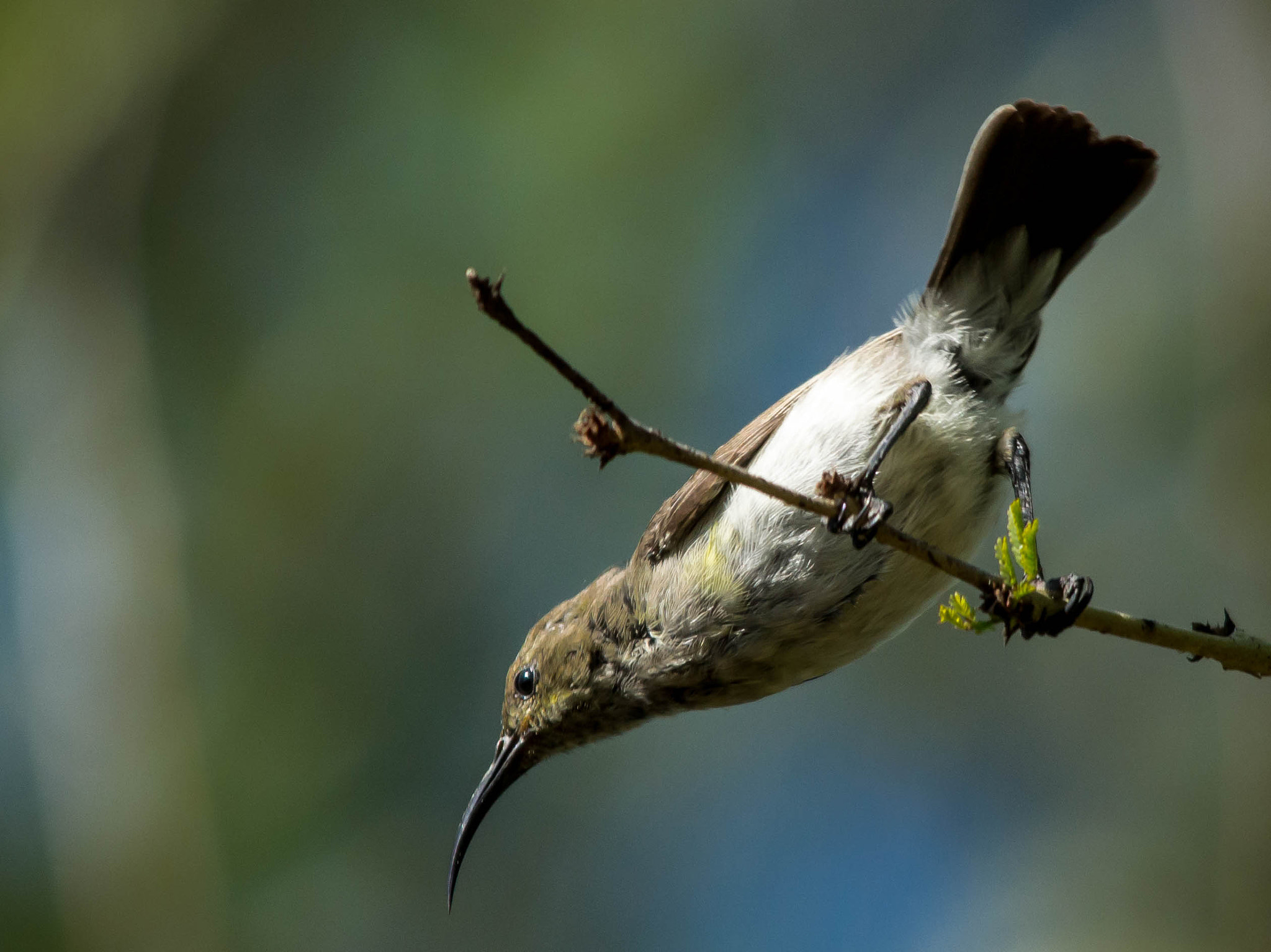 Sigma 150-500mm F5-6.3 DG OS HSM sample photo. Whitebellied sunbird female photography