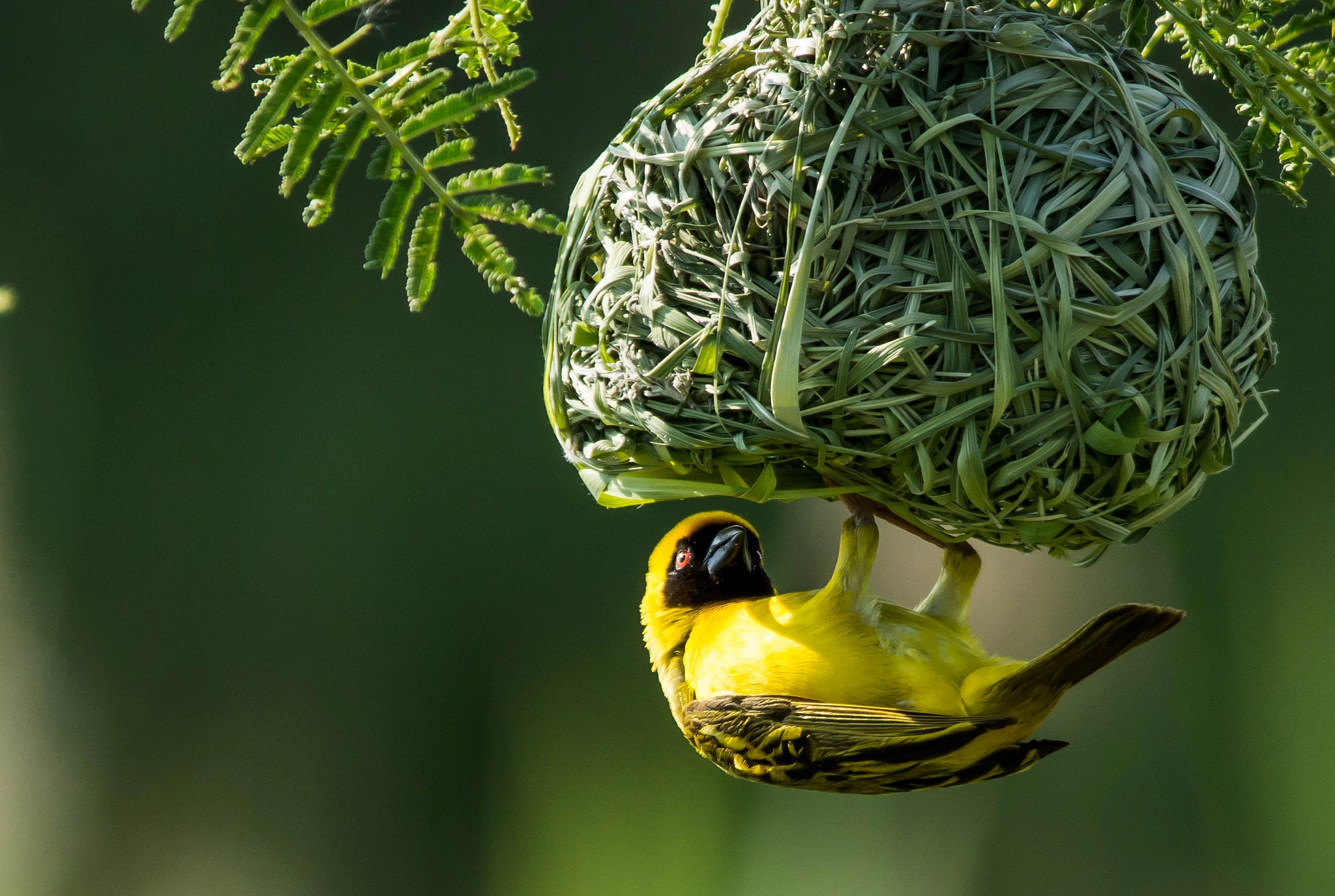 Sigma 150-500mm F5-6.3 DG OS HSM sample photo. Lesser masked weaver photography