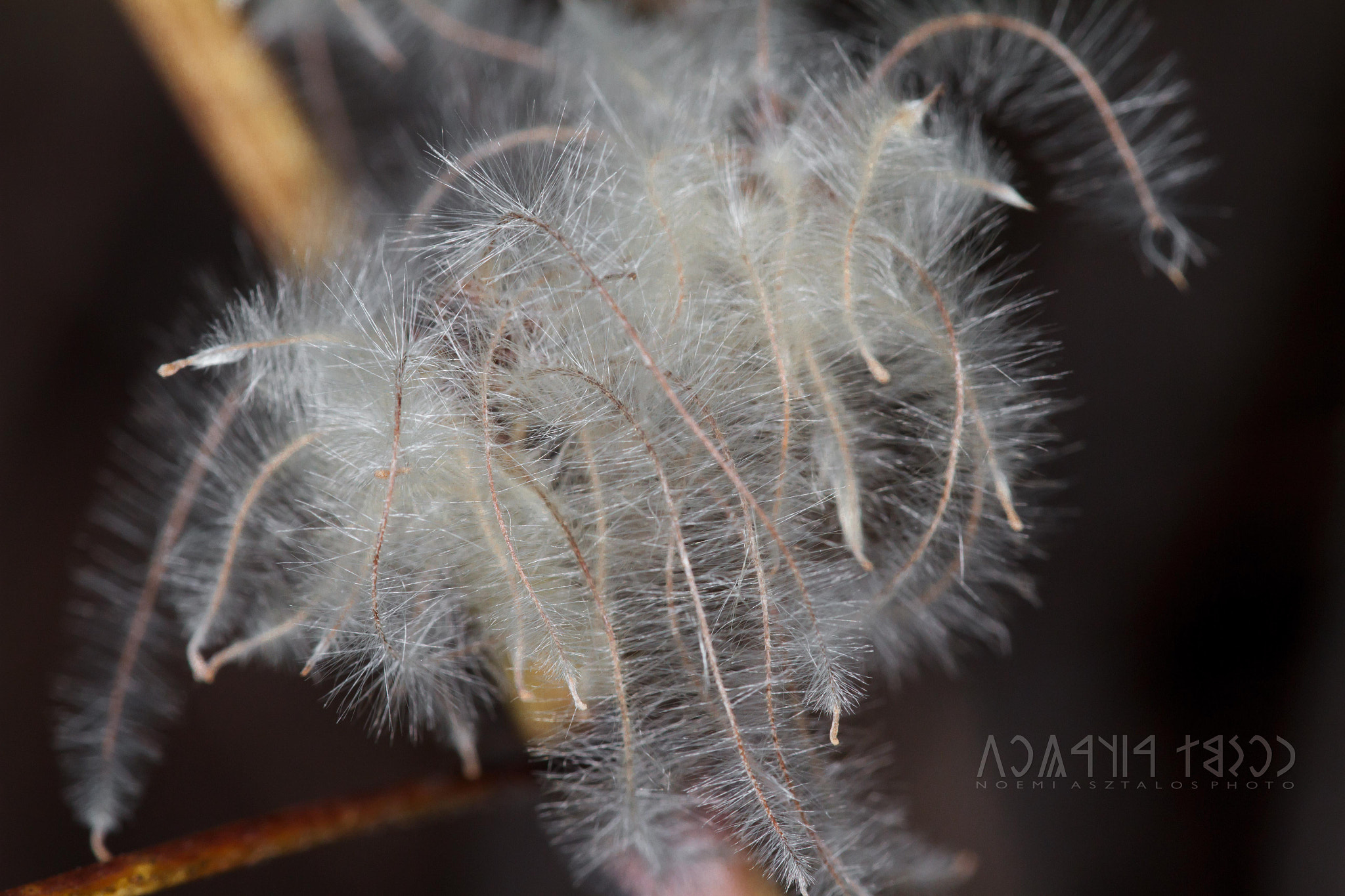 Canon EF 180mm F3.5L Macro USM sample photo. Falling apart photography
