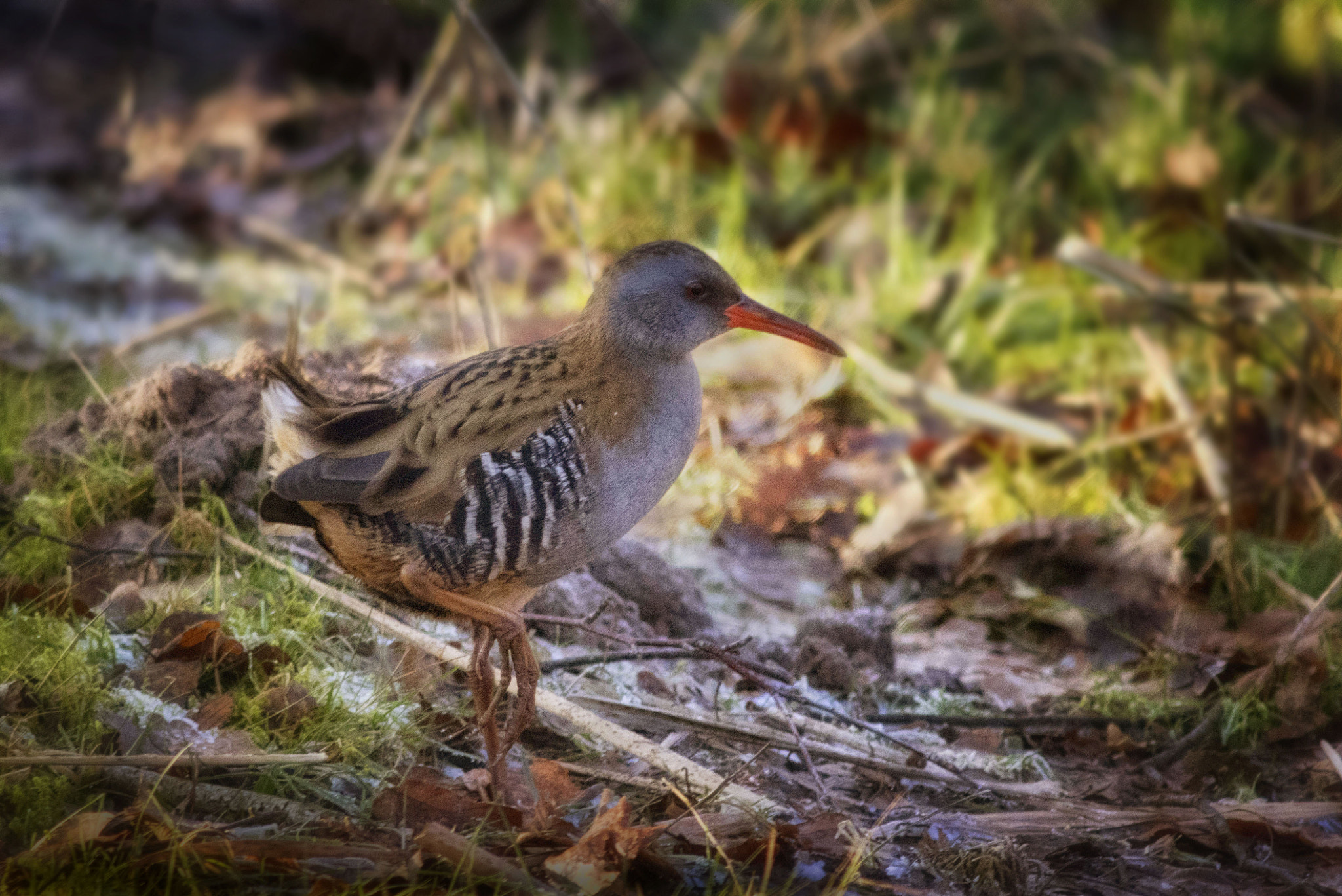 Canon EF 400mm F5.6L USM sample photo. Water rail on a frozen day photography