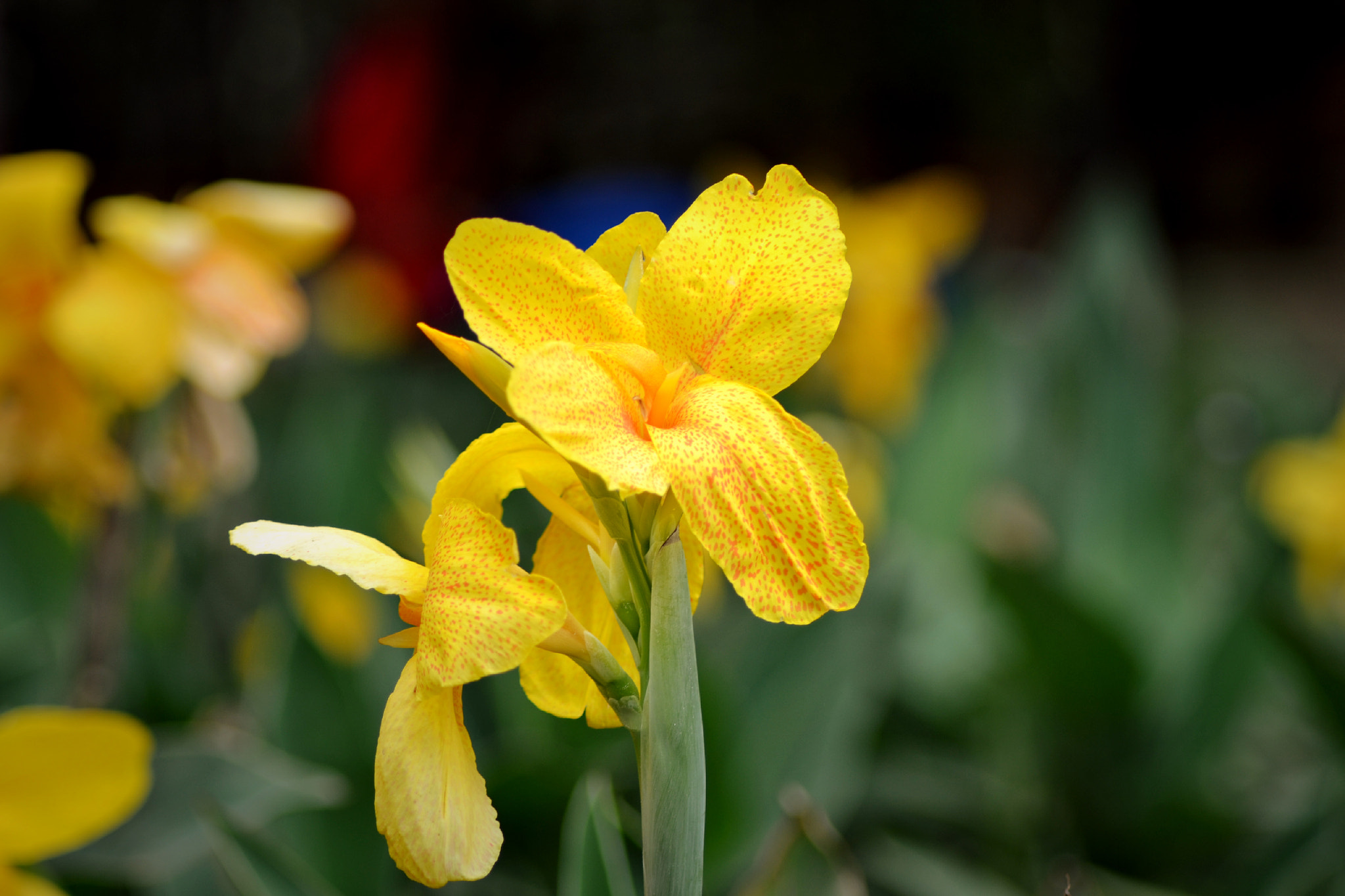 Nikon AF Nikkor 70-300mm F4-5.6G sample photo. The yellow beauty photography