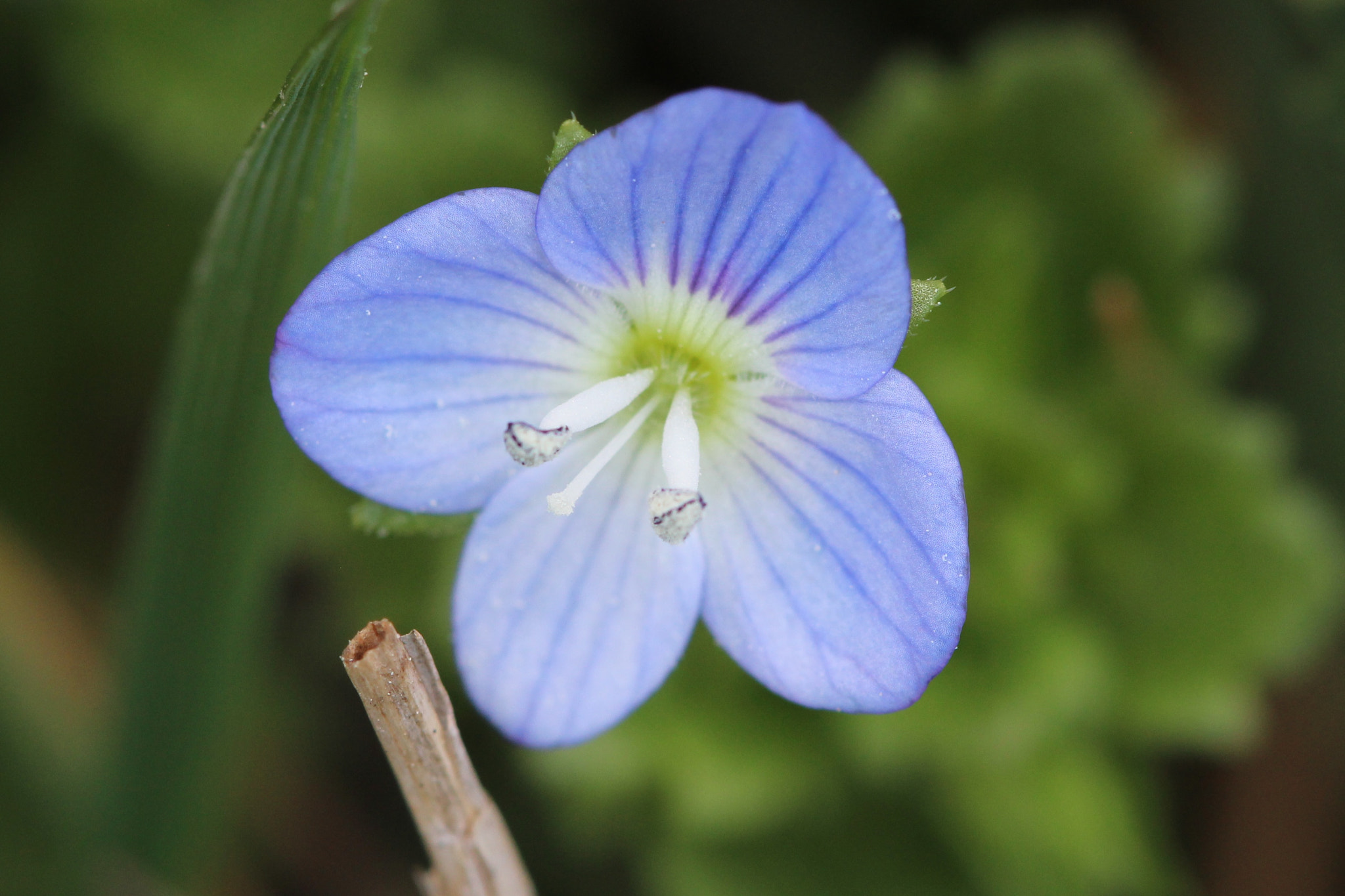 Canon EF 100mm F2.8 Macro USM sample photo. Germander speedwell - veronica chamaedrys photography