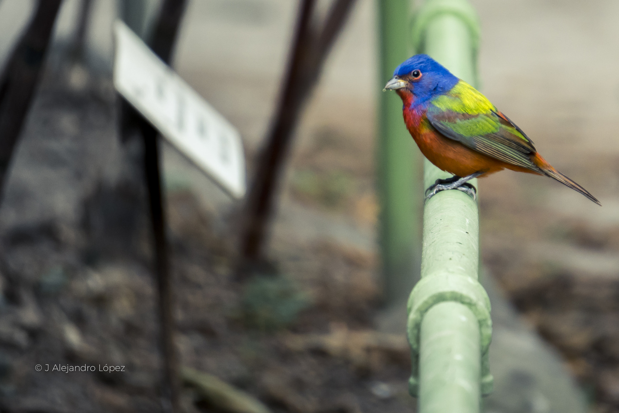 Sony a6300 + Sony E 55-210mm F4.5-6.3 OSS sample photo. Little bird photography