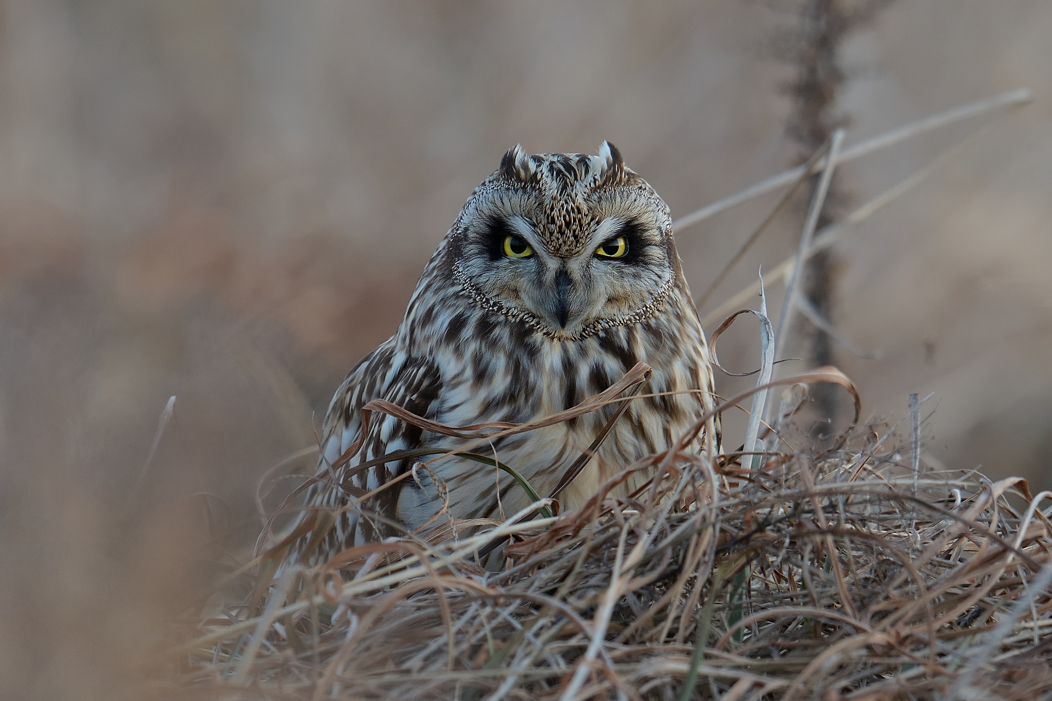 Nikon AF-S Nikkor 600mm F4G ED VR sample photo. Short-eared owl photography