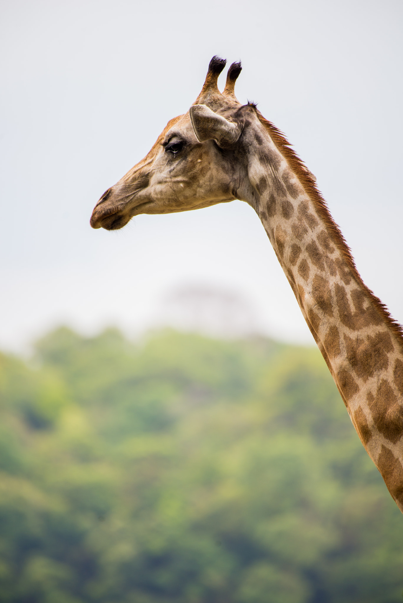 Nikon AF-S Nikkor 200-500mm F5.6E ED VR sample photo. Giraffe photography