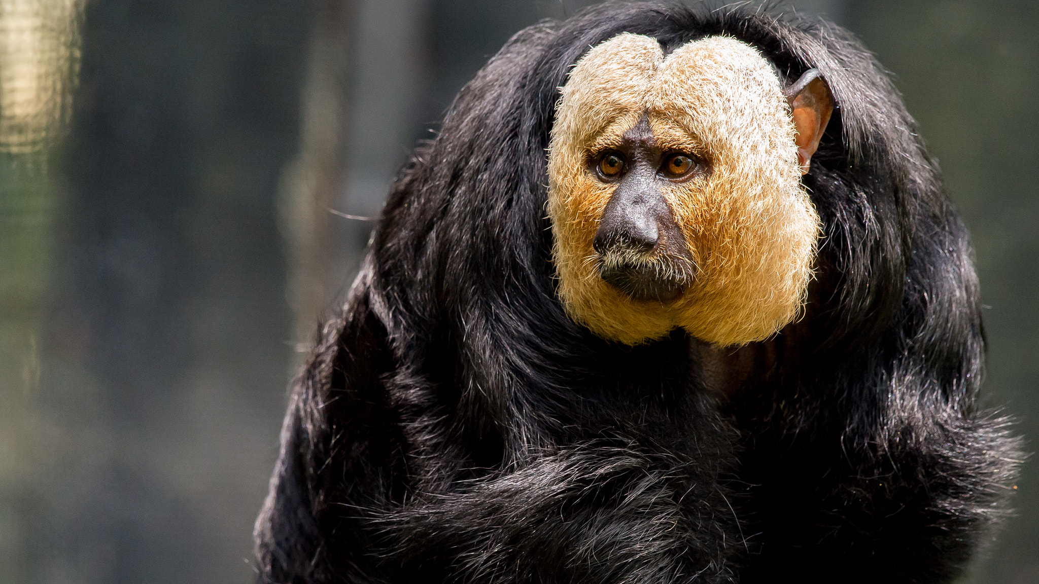 Nikon AF-S Nikkor 200-500mm F5.6E ED VR sample photo. Saki monkey photography