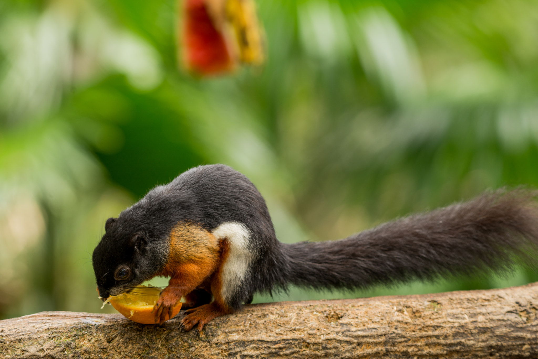 Nikon AF-S Nikkor 200-500mm F5.6E ED VR sample photo. Prevost's squirrel photography