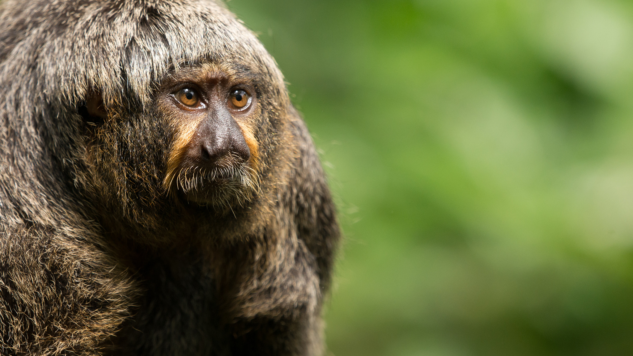 Nikon AF-S Nikkor 200-500mm F5.6E ED VR sample photo. Saki monkey photography