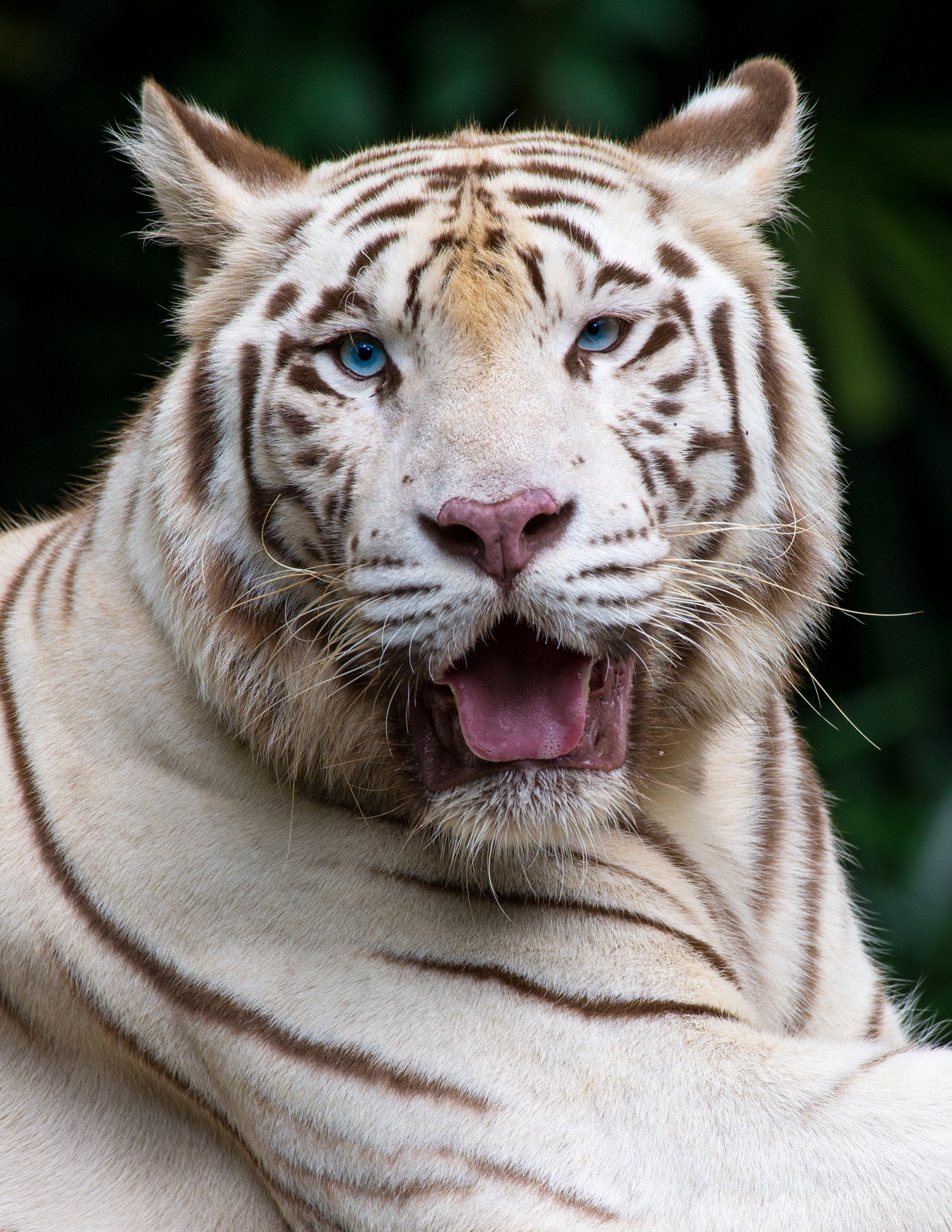 Nikon AF-S Nikkor 200-500mm F5.6E ED VR sample photo. White tiger photography