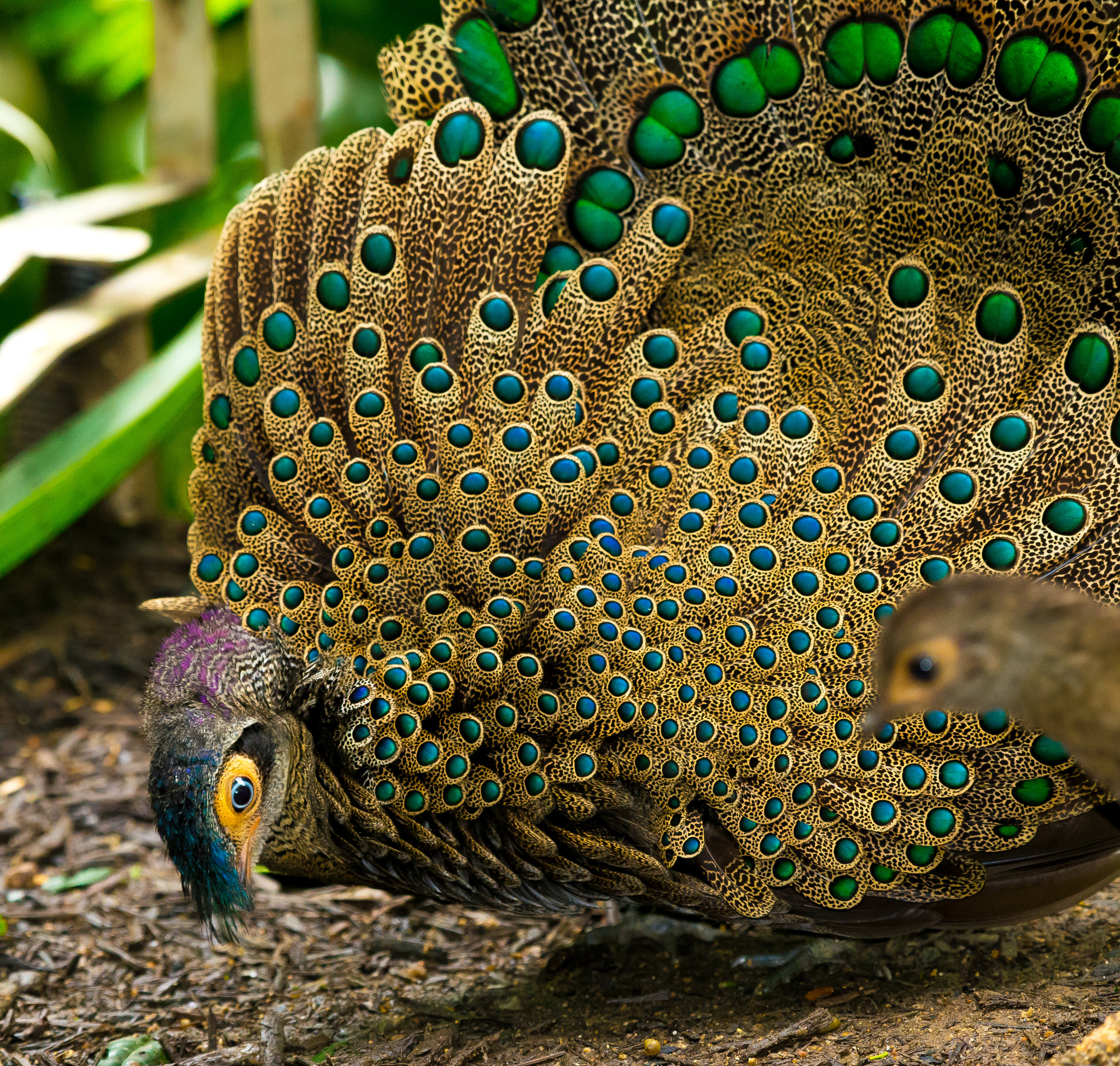 Nikon AF-S Nikkor 200-500mm F5.6E ED VR sample photo. Malaysian peacock pheasant photography