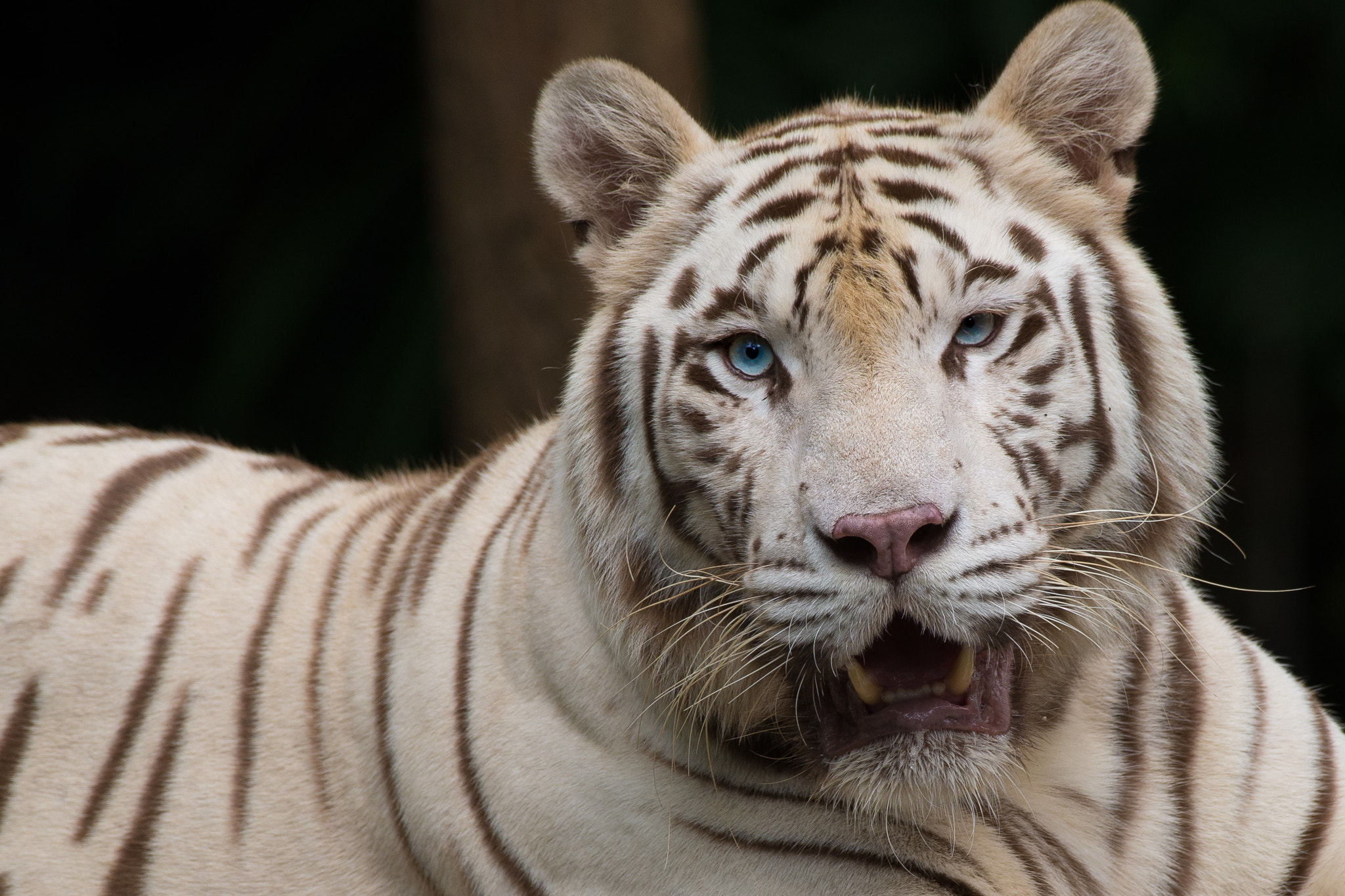 Nikon AF-S Nikkor 200-500mm F5.6E ED VR sample photo. White tiger photography