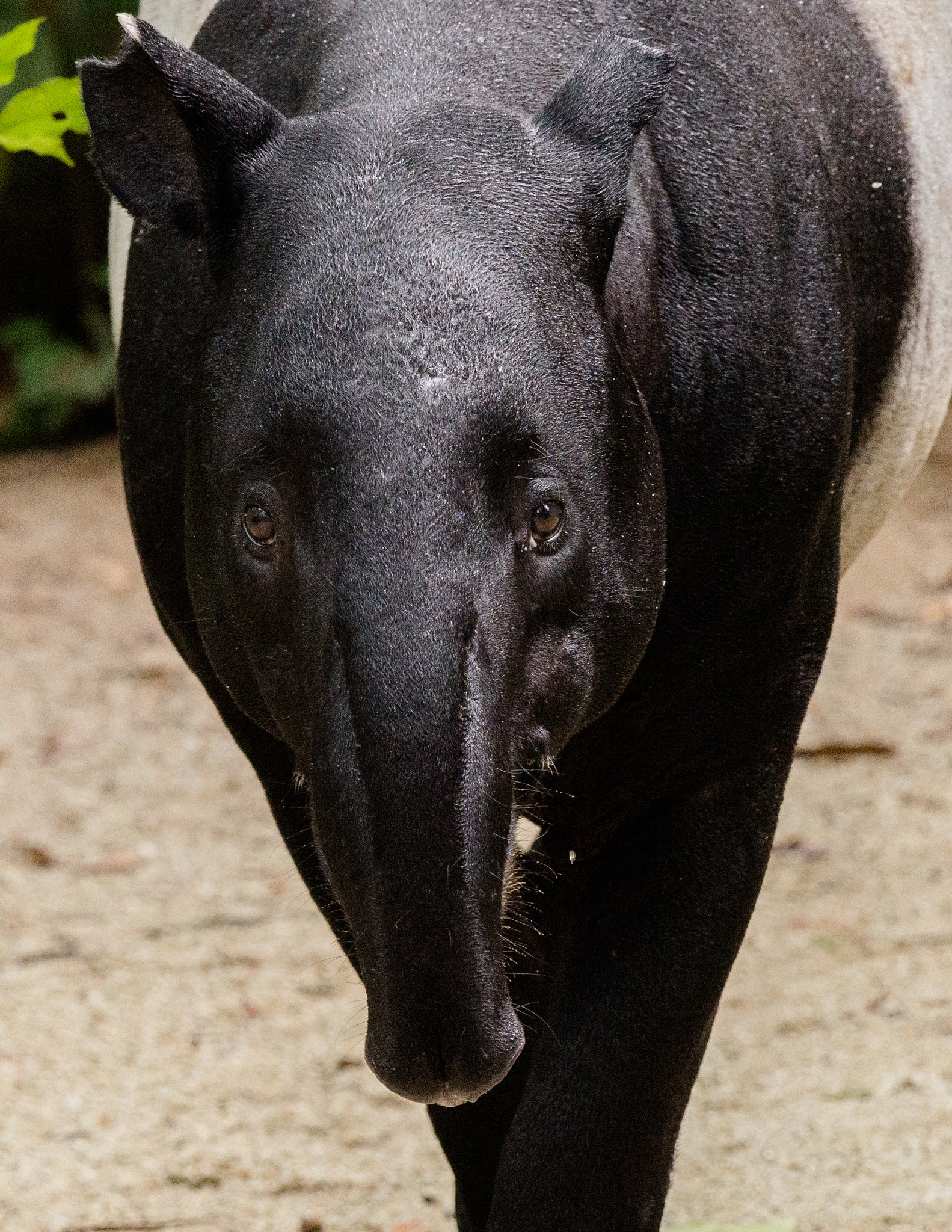 Nikon AF-S Nikkor 200-500mm F5.6E ED VR sample photo. Tapir photography