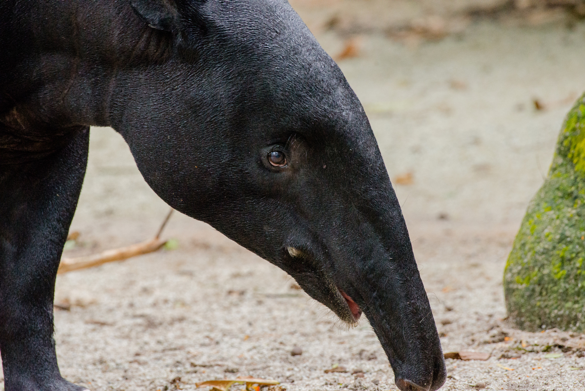 Nikon AF-S Nikkor 200-500mm F5.6E ED VR sample photo. Tapir photography