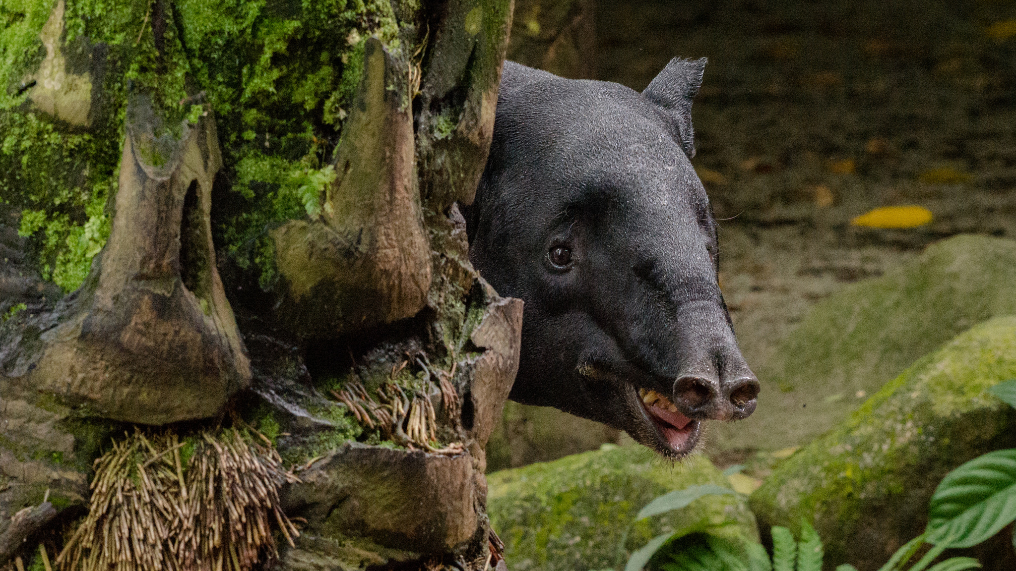 Nikon AF-S Nikkor 200-500mm F5.6E ED VR sample photo. Tapir photography