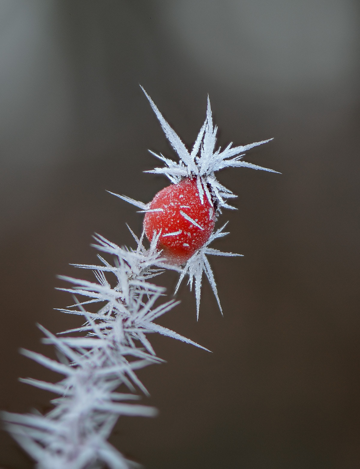 Nikon D4 sample photo. Fog as frost photography