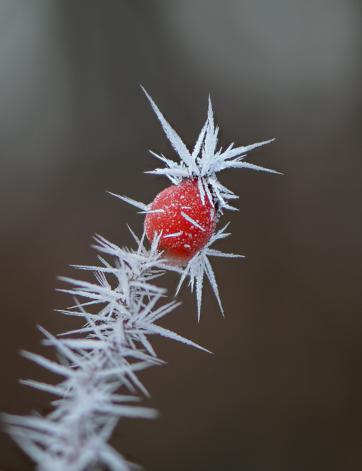 Nikon AF-S Micro-Nikkor 105mm F2.8G IF-ED VR sample photo. Fog as frost photography