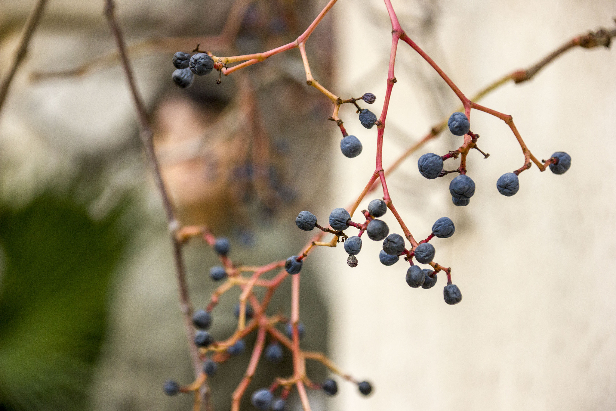 Canon EOS 550D (EOS Rebel T2i / EOS Kiss X4) + Canon TS-E 90mm F2.8 Tilt-Shift sample photo