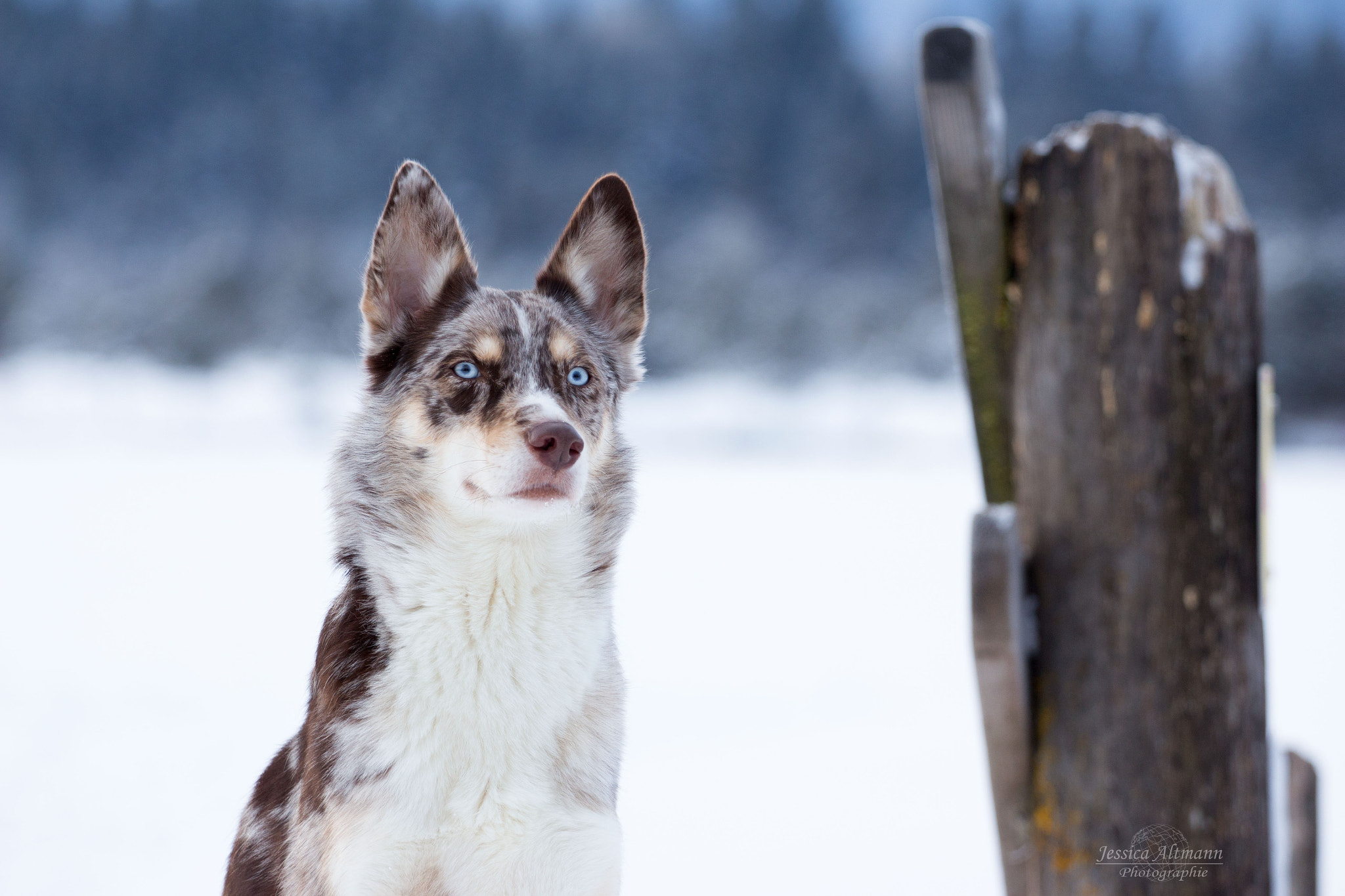 Canon EOS 700D (EOS Rebel T5i / EOS Kiss X7i) + Canon EF 70-200mm F4L USM sample photo. Blue eyes photography