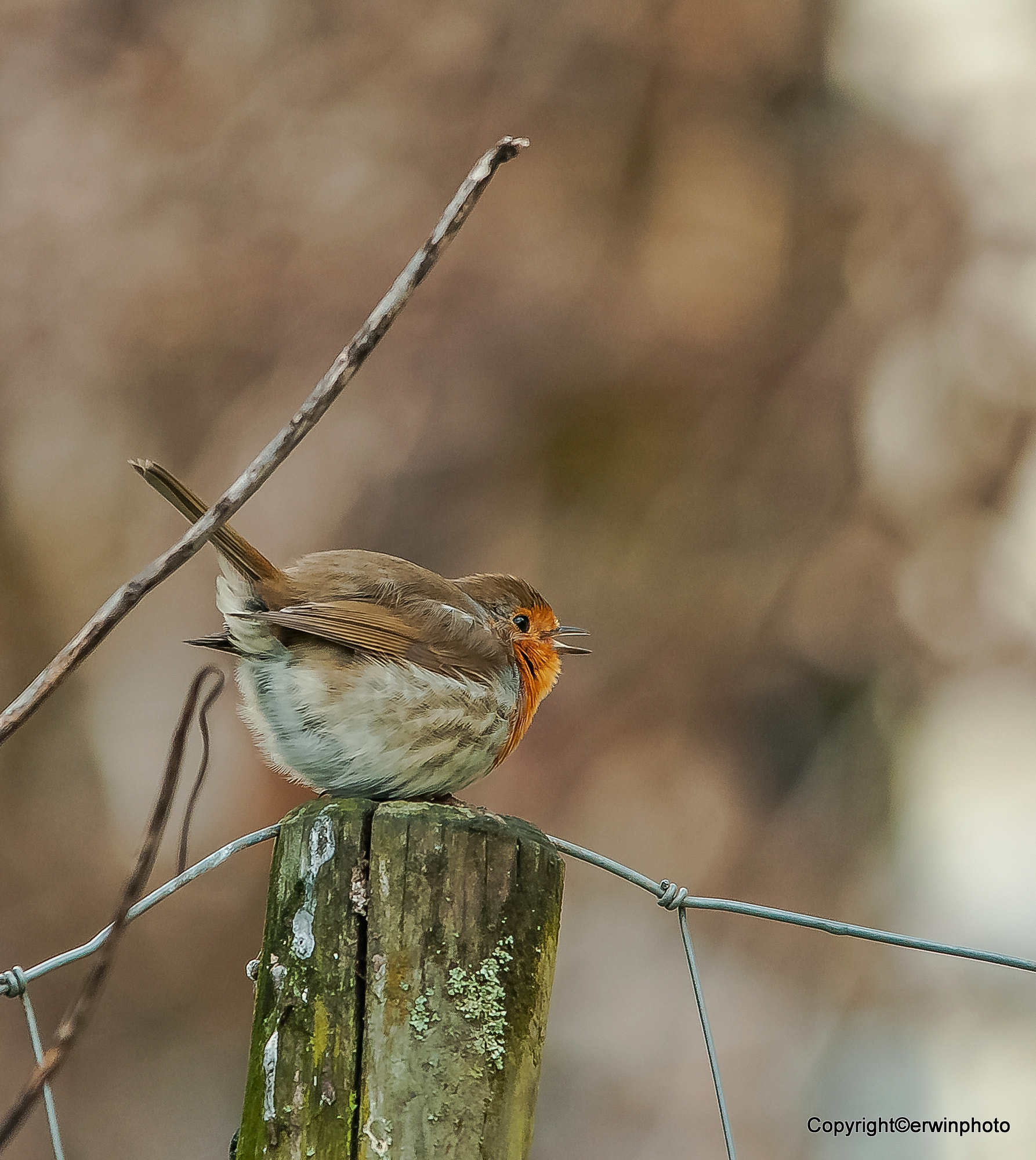 Sigma 150-500mm F5-6.3 DG OS HSM sample photo. Ausruhen photography