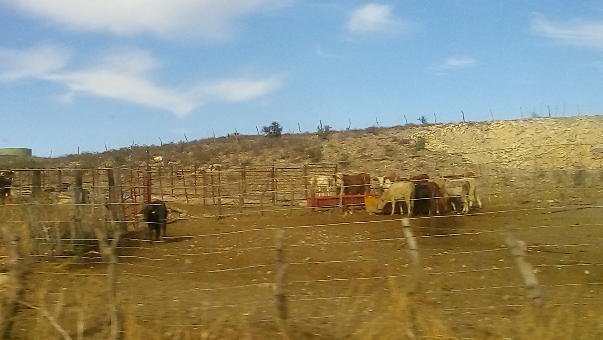 LG K410G sample photo. Cattle   in durango photography