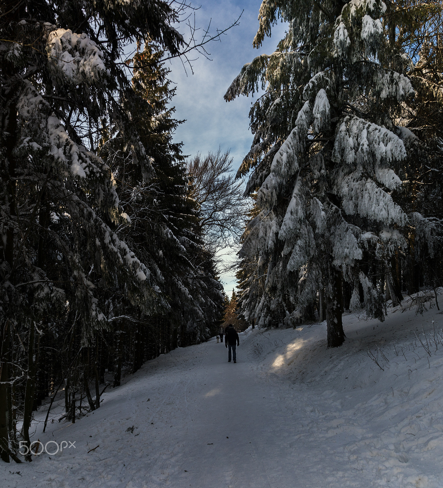 Sony ILCA-77M2 + Tamron AF 28-105mm F4-5.6 [IF] sample photo. Winter's forest photography