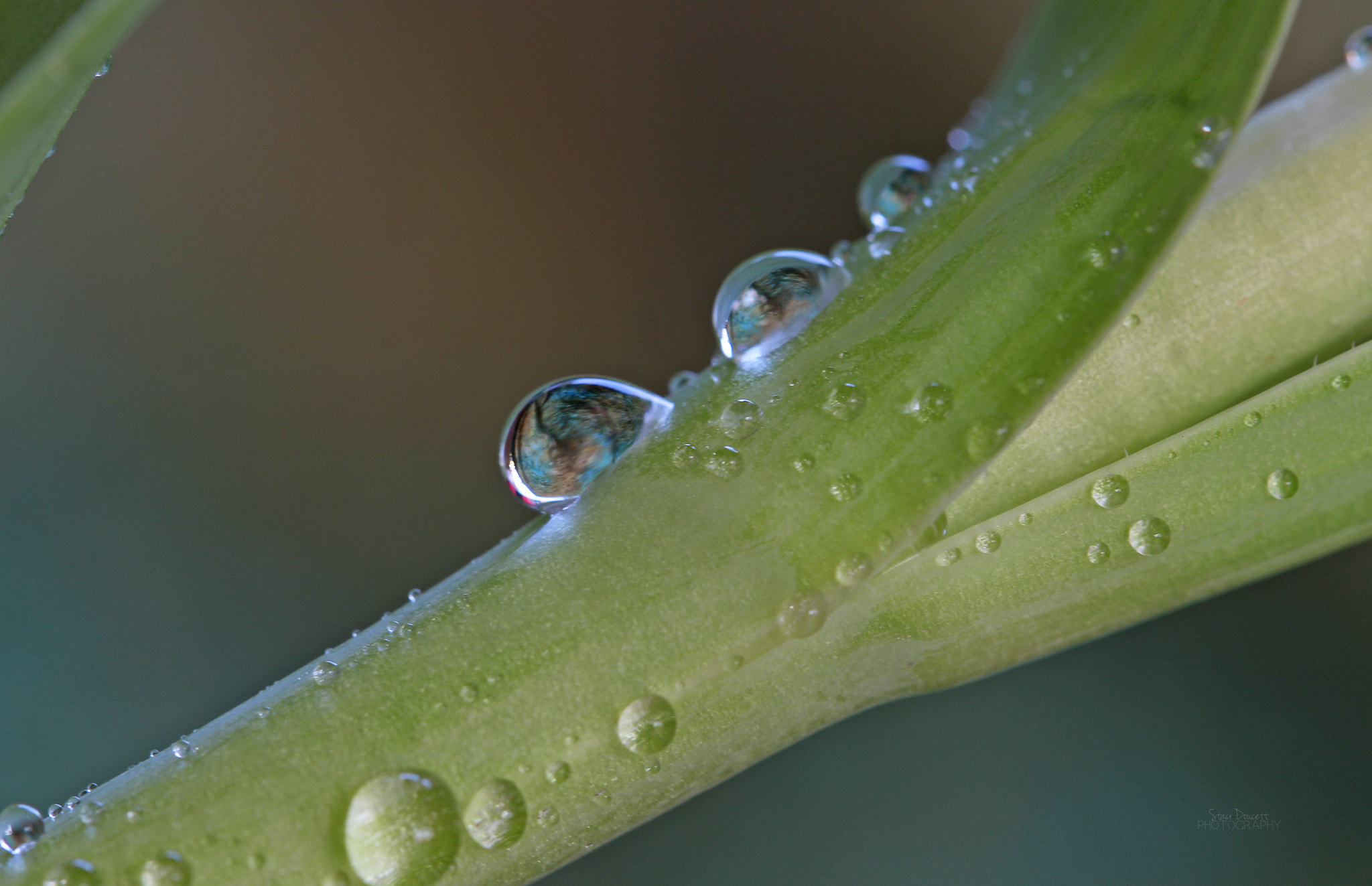 Canon EF 100mm F2.8L Macro IS USM sample photo. Water droplets photography