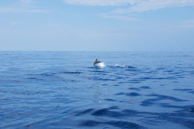 Sony Alpha NEX-5N sample photo. Dolphin photography