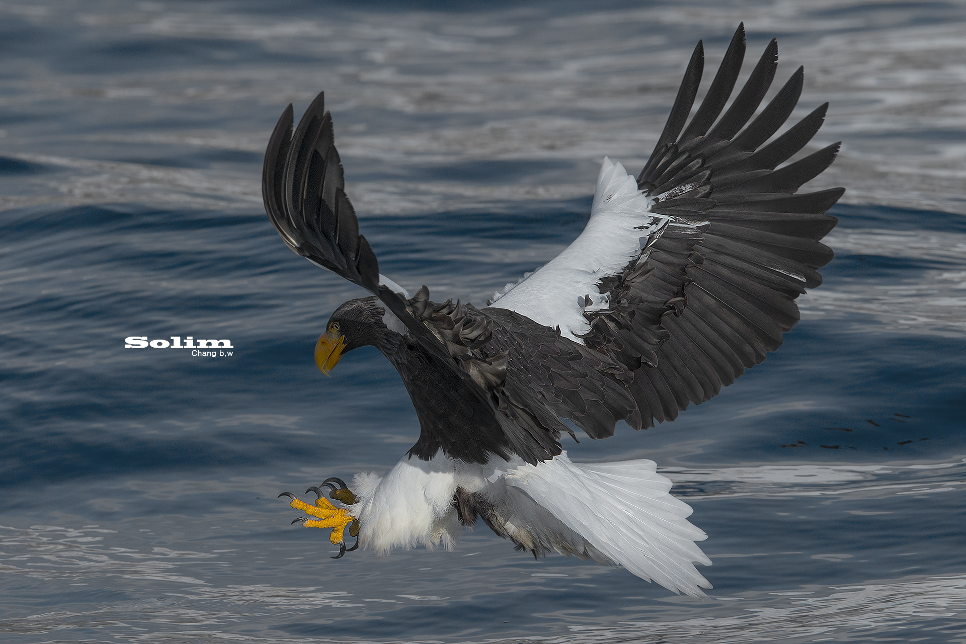 Canon EOS-1D X + Canon EF 300mm F2.8L IS USM sample photo. Steller"s sea eagle~~~ photography