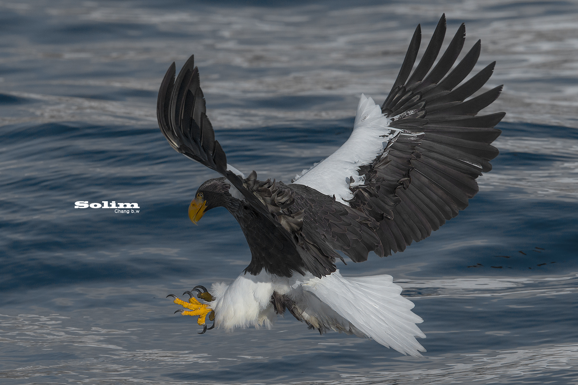 Canon EF 300mm F2.8L IS USM sample photo. Steller"s sea eagle~~~ photography