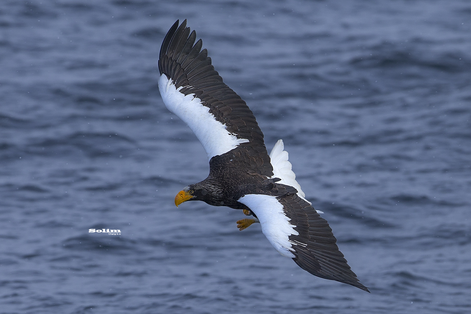Canon EF 300mm F2.8L IS USM sample photo. Steller"s sea eagle~~~ photography