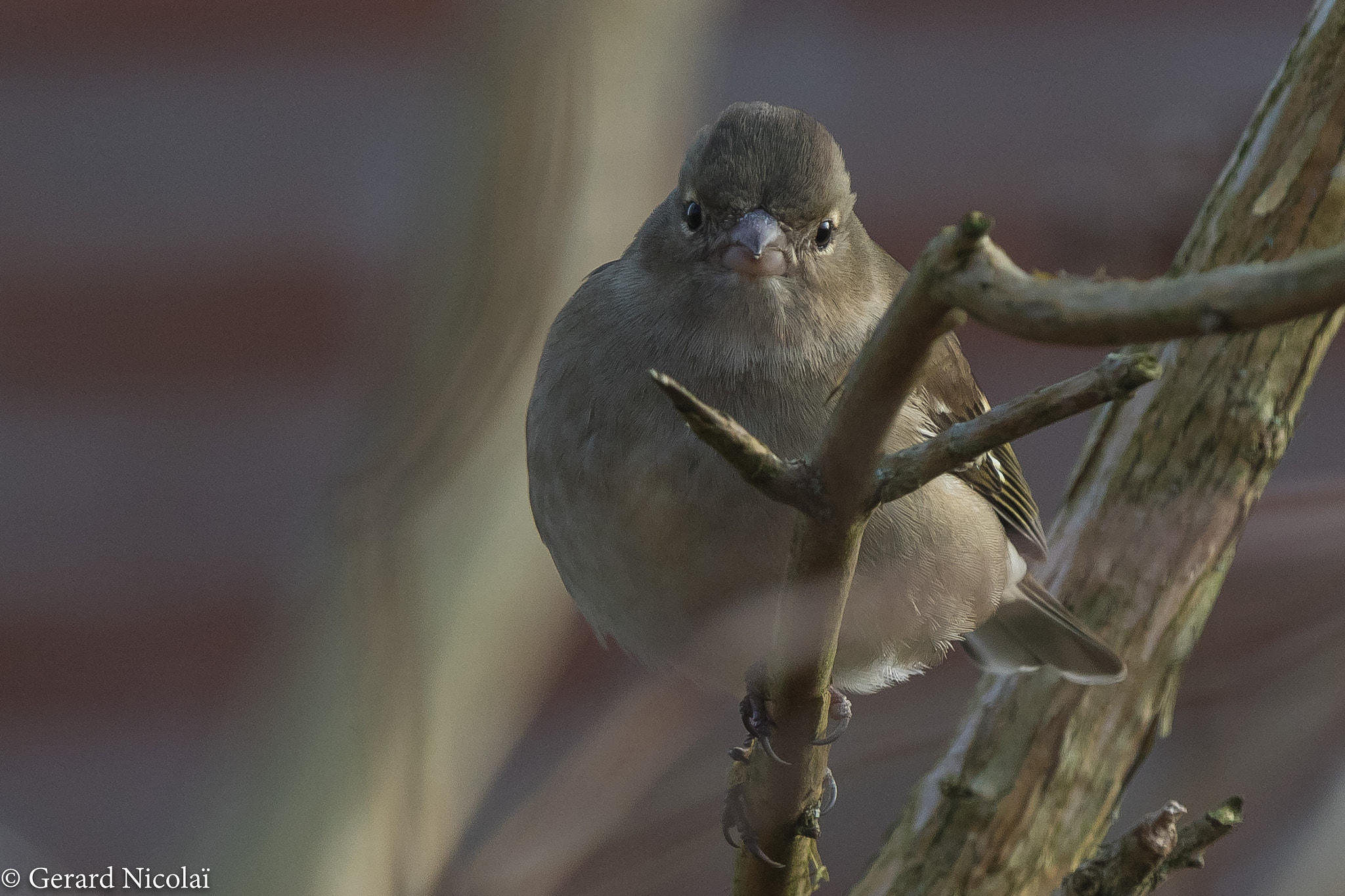 Canon EF 300mm F2.8L IS USM sample photo. Female  common chaffinch photography