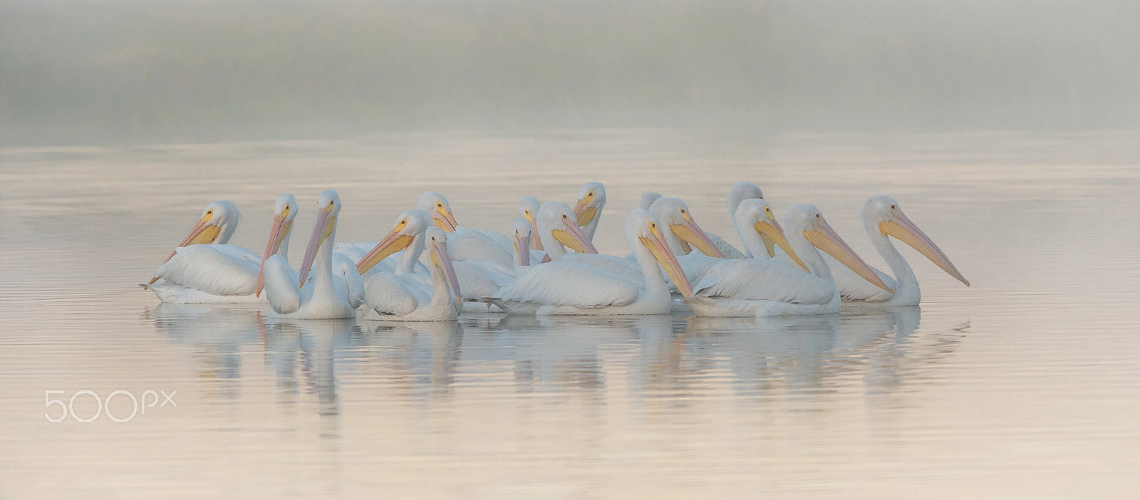Nikon D4 sample photo. White pelican photography
