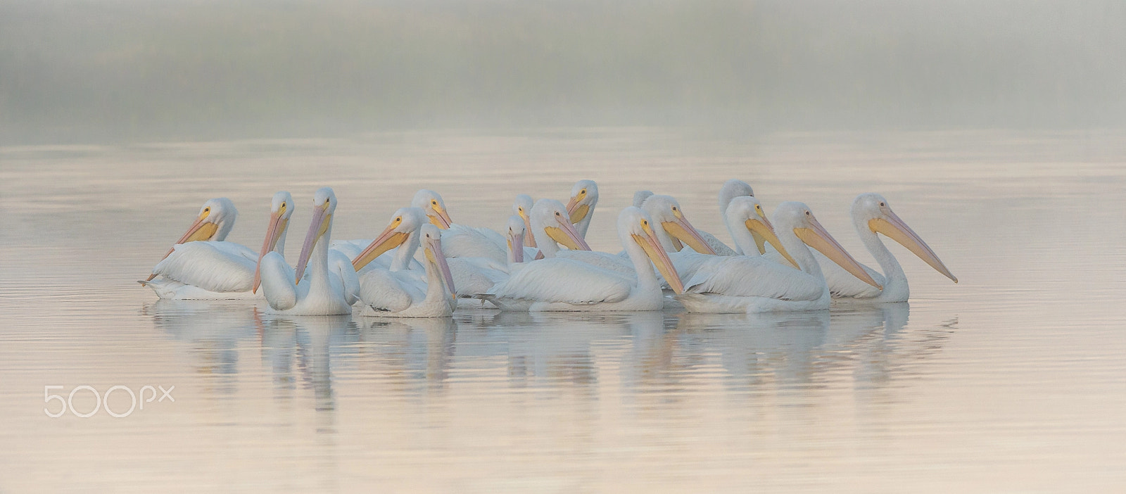 Nikon AF-S Nikkor 200-400mm F4G ED-IF VR sample photo. White pelican photography