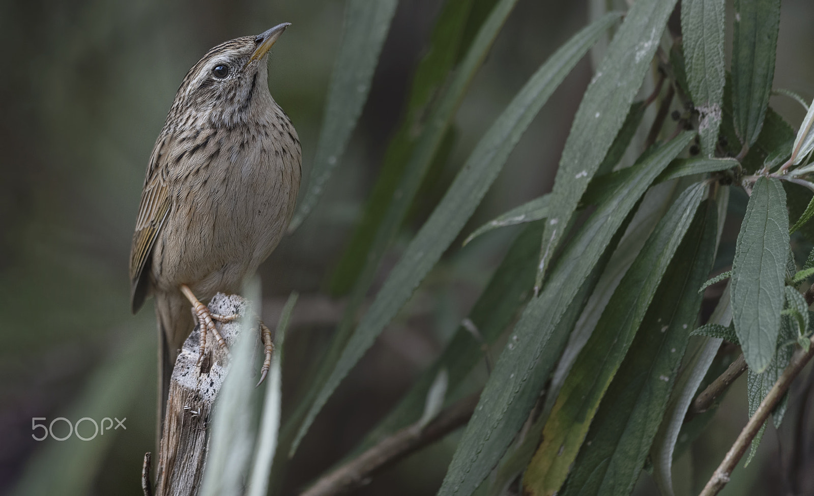 Nikon D750 + Nikon AF-S Nikkor 500mm F4G ED VR sample photo. Upland pipit photography