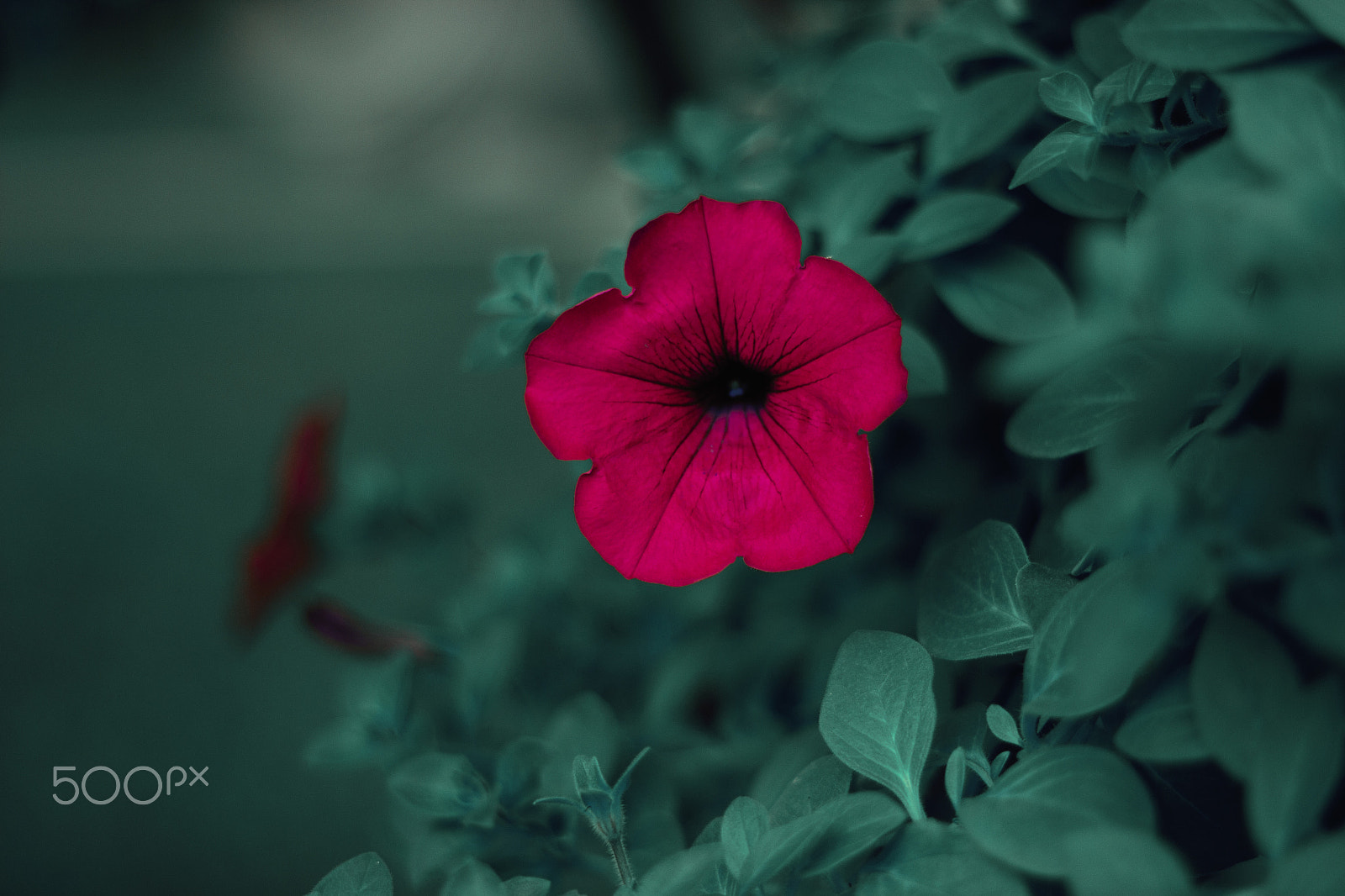 Canon EOS 600D (Rebel EOS T3i / EOS Kiss X5) sample photo. T e t photography