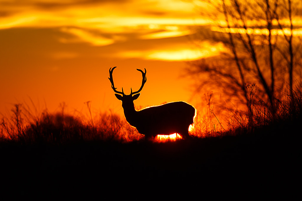 Deer @ sunset by Pim Leijen on 500px.com