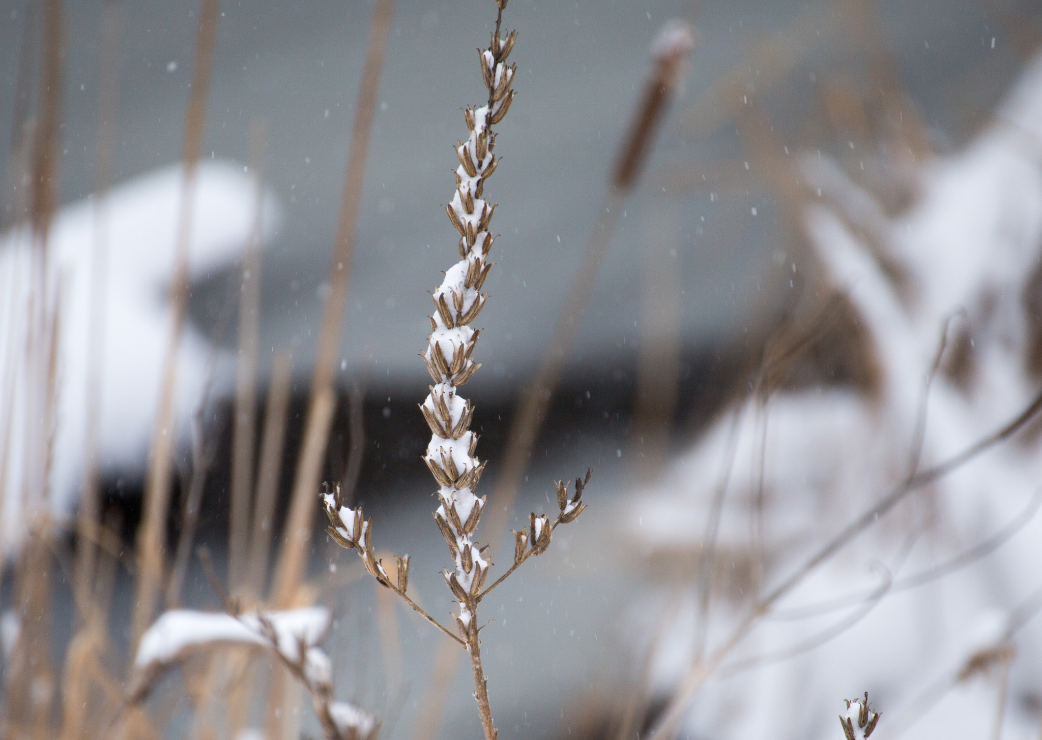 Tamron SP 35mm F1.8 Di VC USD sample photo. Winter weed photography