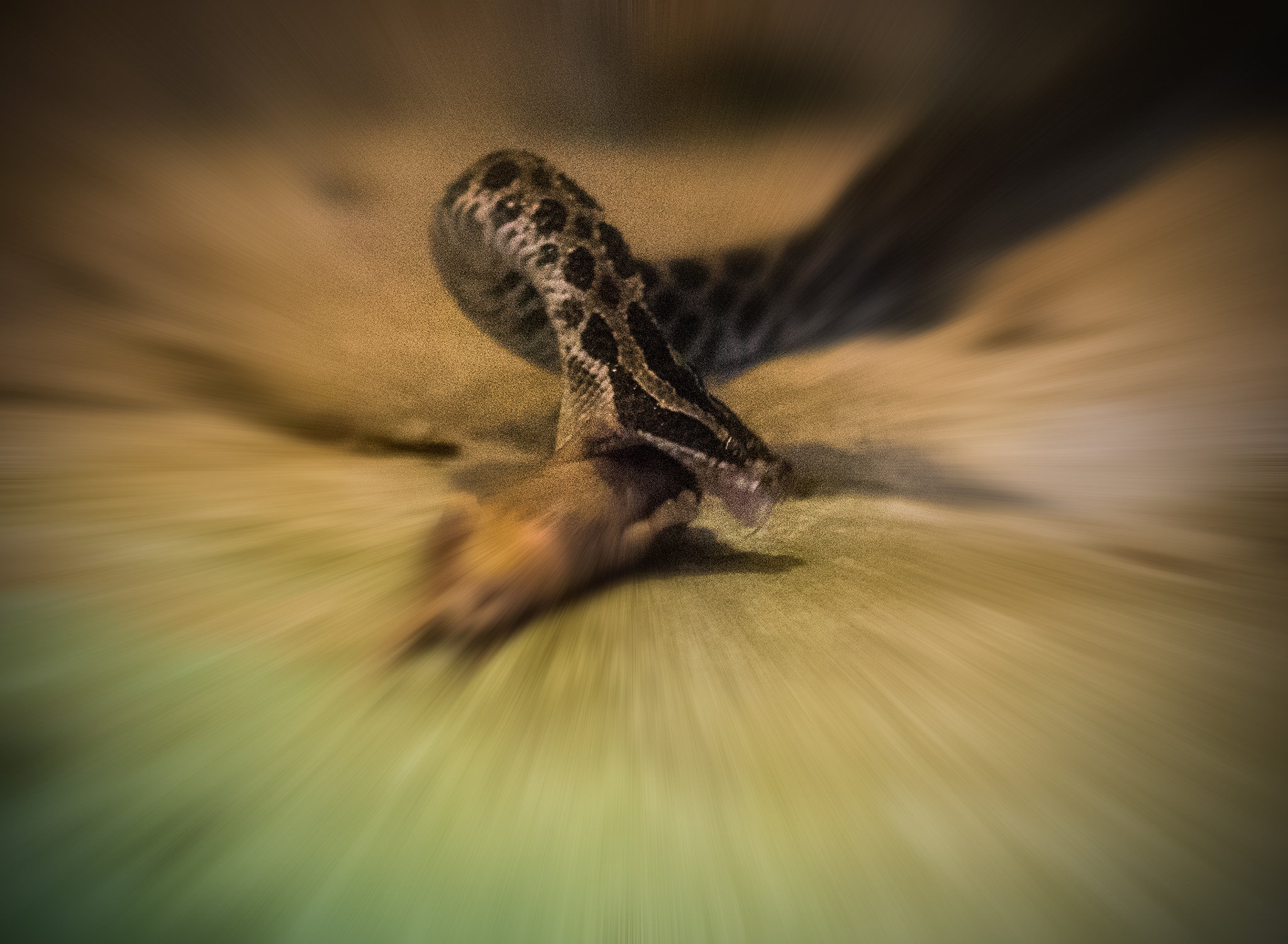 Nikon AF-S DX Micro Nikkor 40mm F2.8 sample photo. Striking rattlesnake photography
