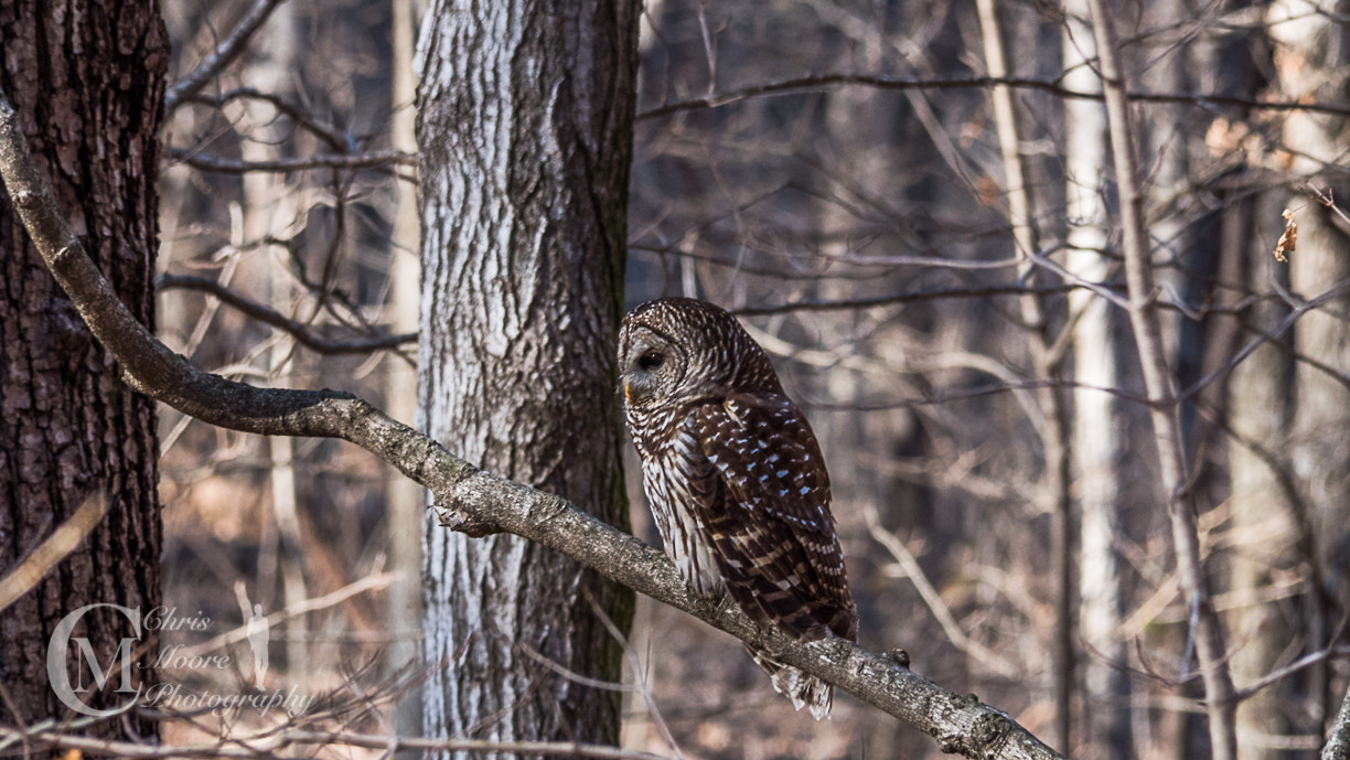 Panasonic Lumix DMC-GH4 sample photo. Beautiful barred owl seen at radnor lake in tennessee. photography